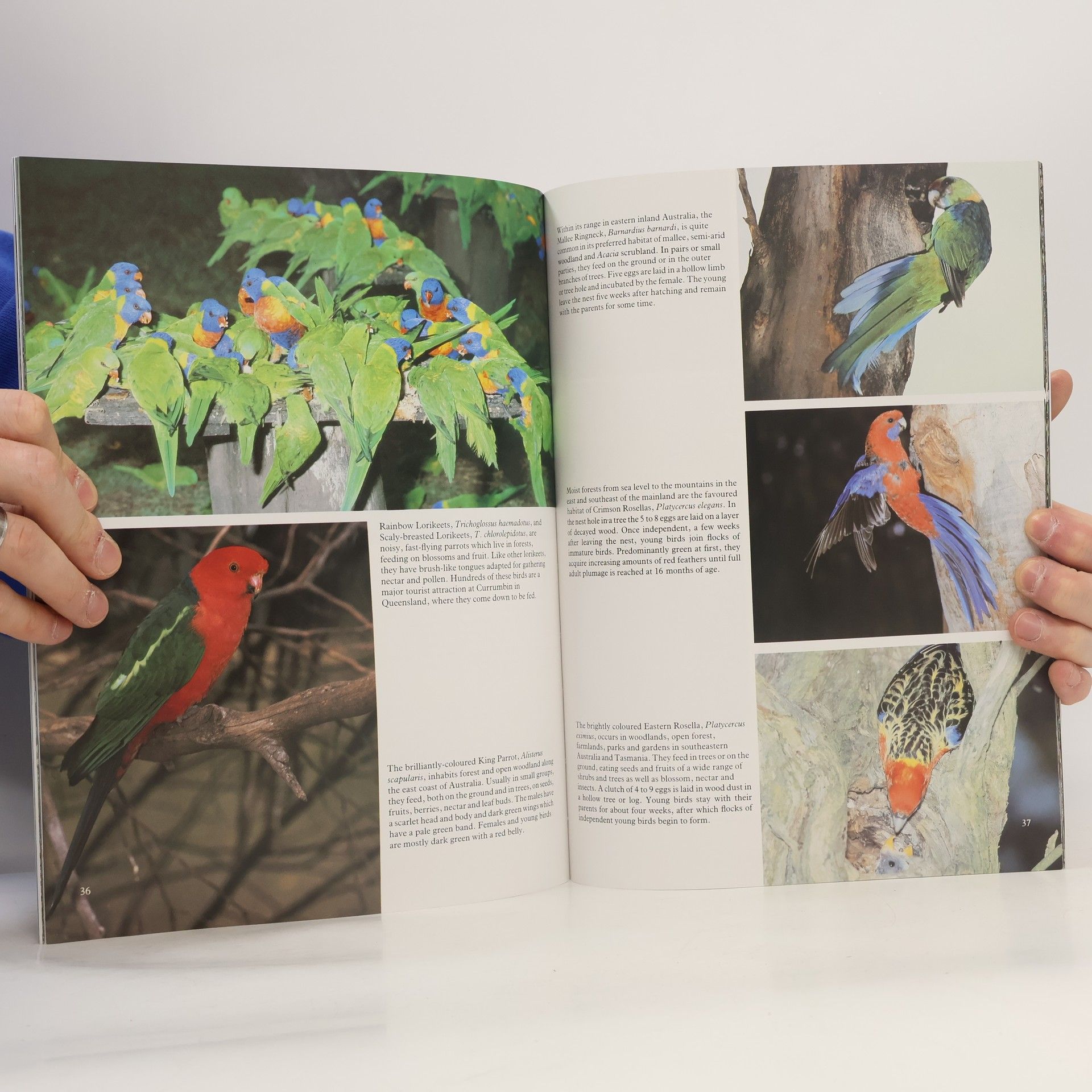 Kenneth Stepnell Australia's Birds