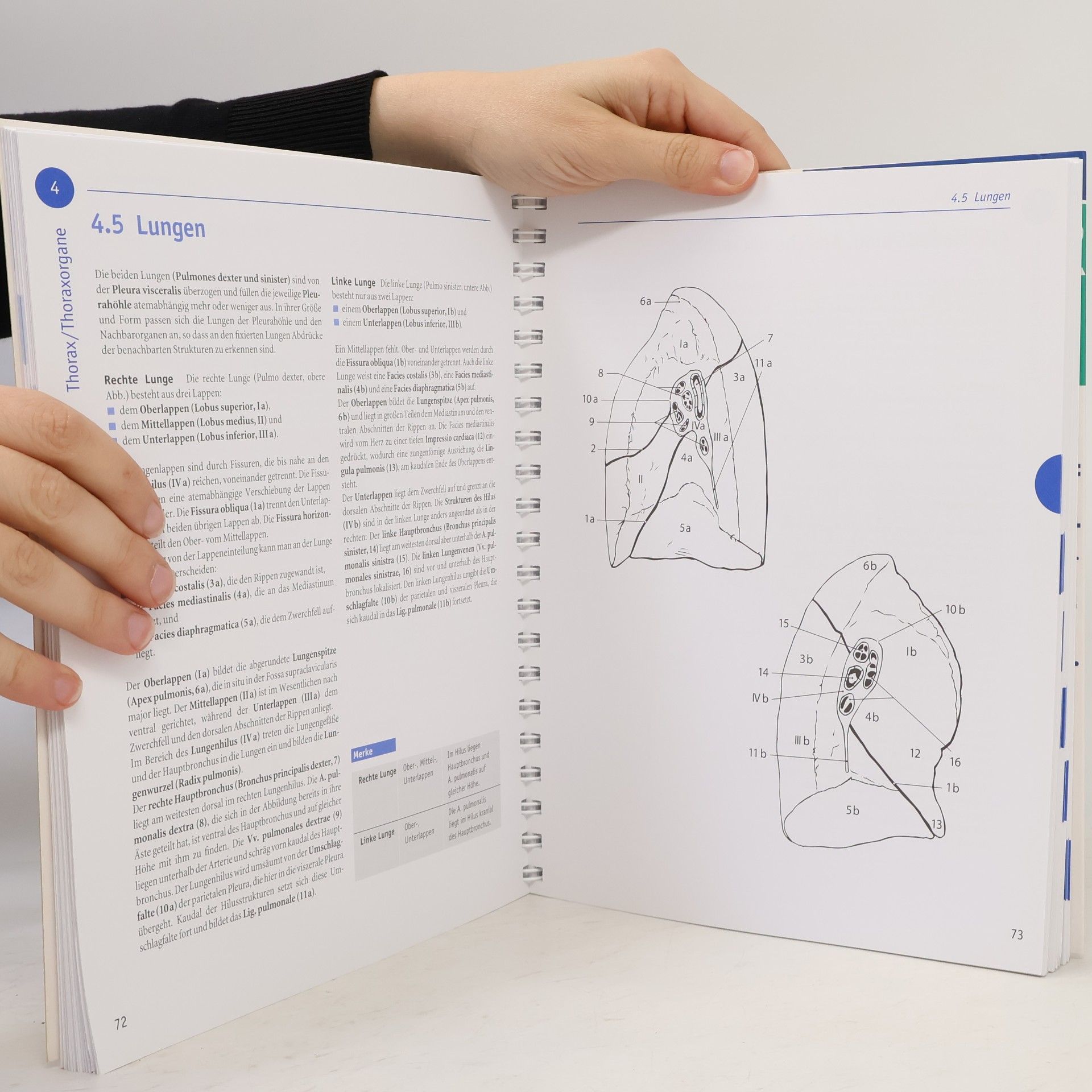 Oliver Kretz Sobotta Malbuch Anatomie