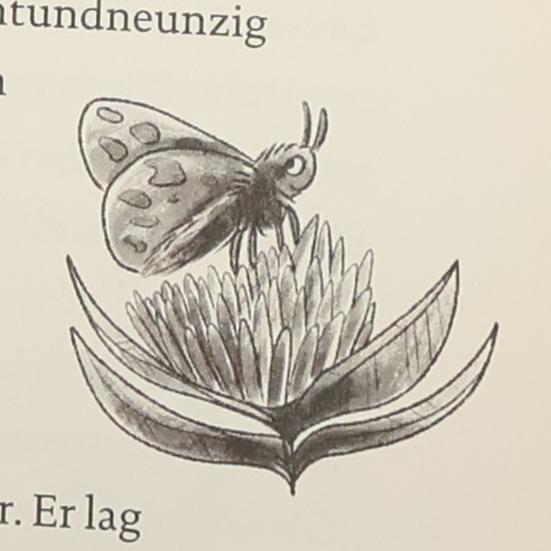Judith Allert Raubtierzähmen für Anfänger