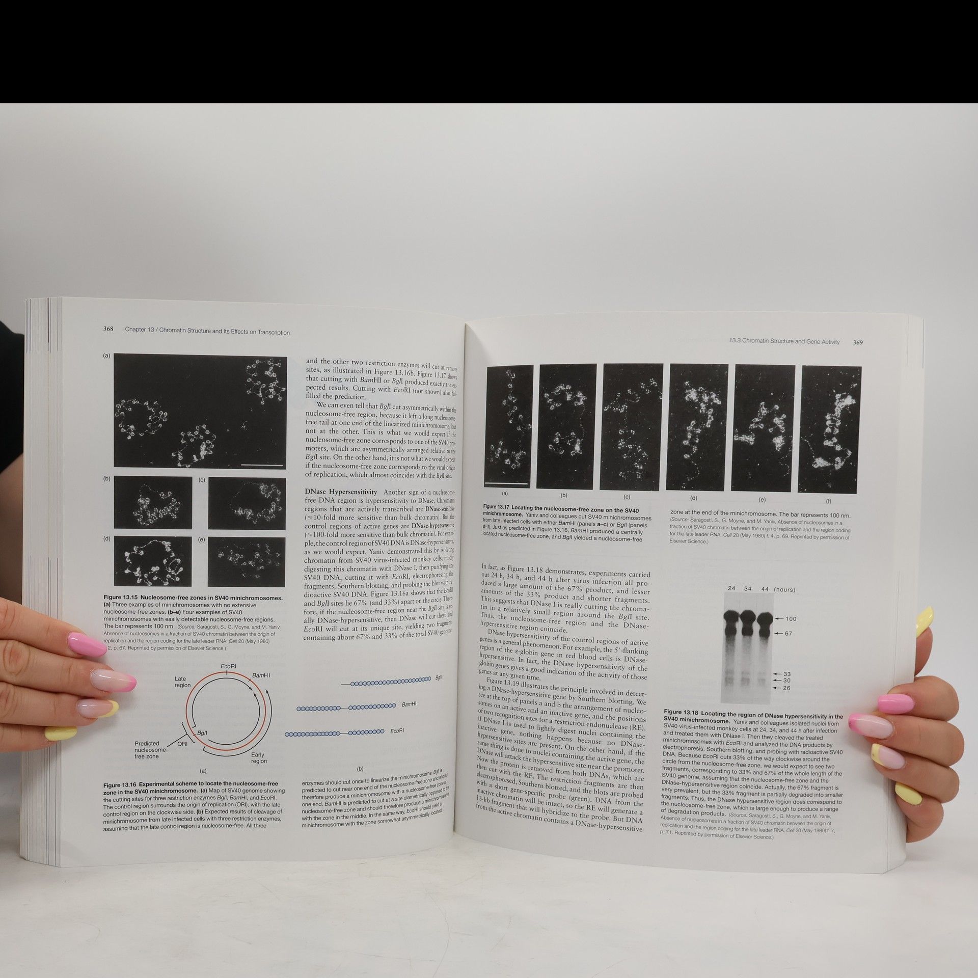 Robert Franklin Weaver McGraw-Hill International Edition: Molecular Biology: Fifth Edition - This International Student Edition is for Use Outside the U.S.