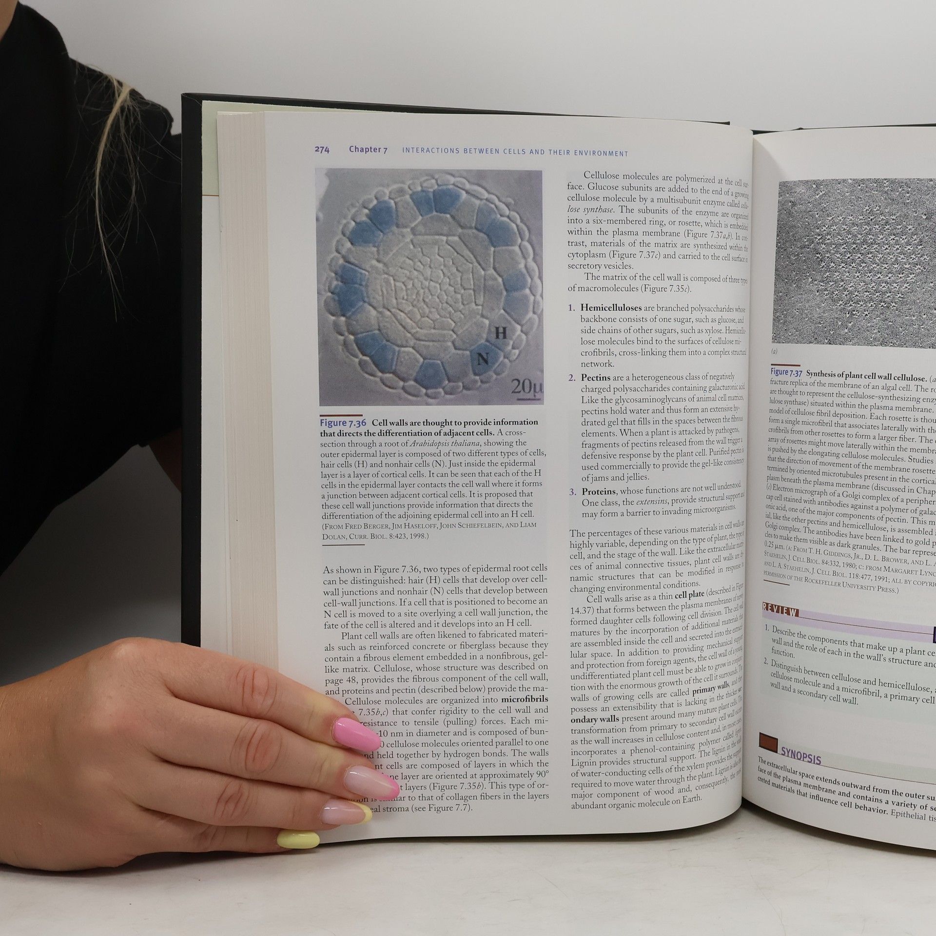 Gerald Karp Cell and Molecular Biology