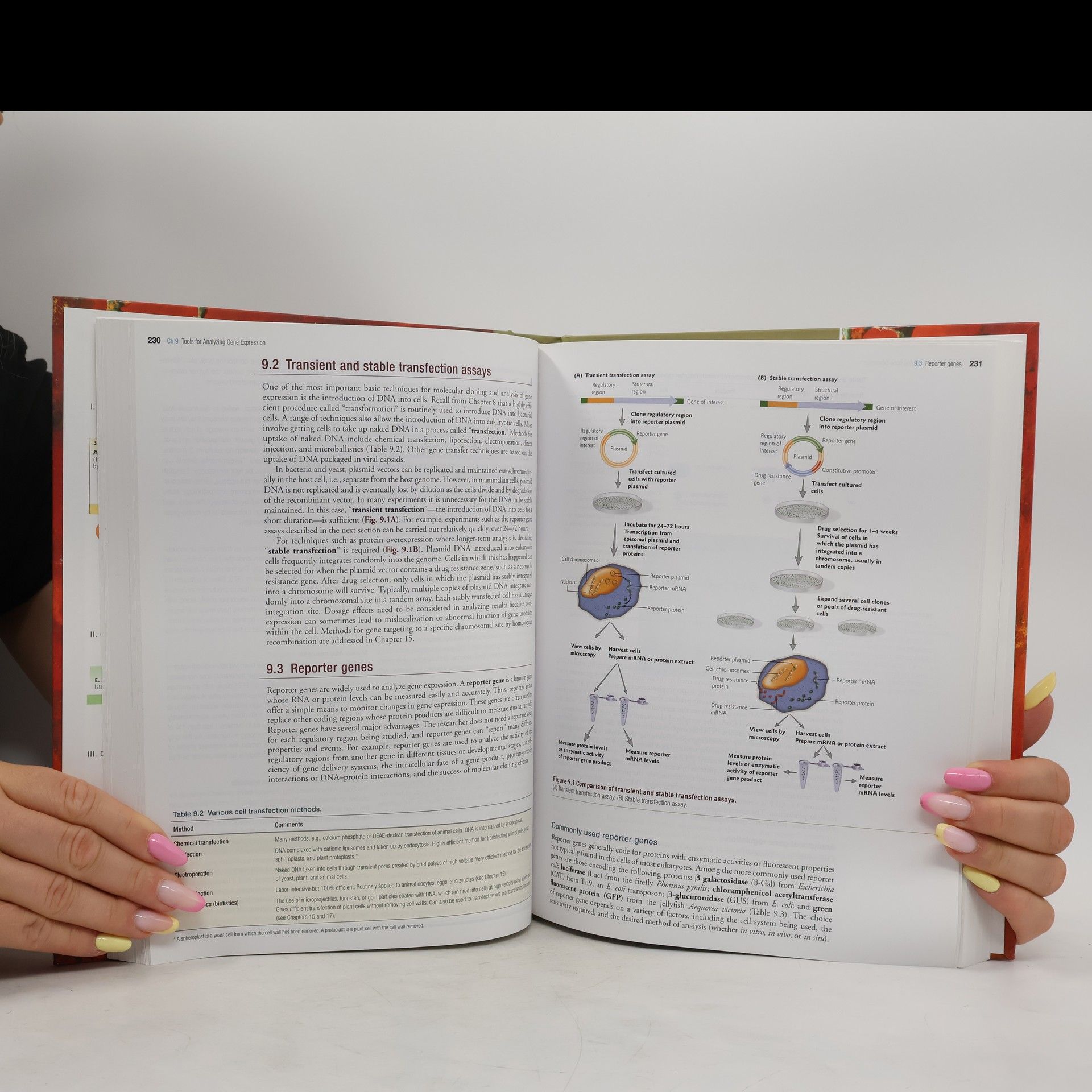 Lizabeth A. Allison Fundamental Molecular Biology