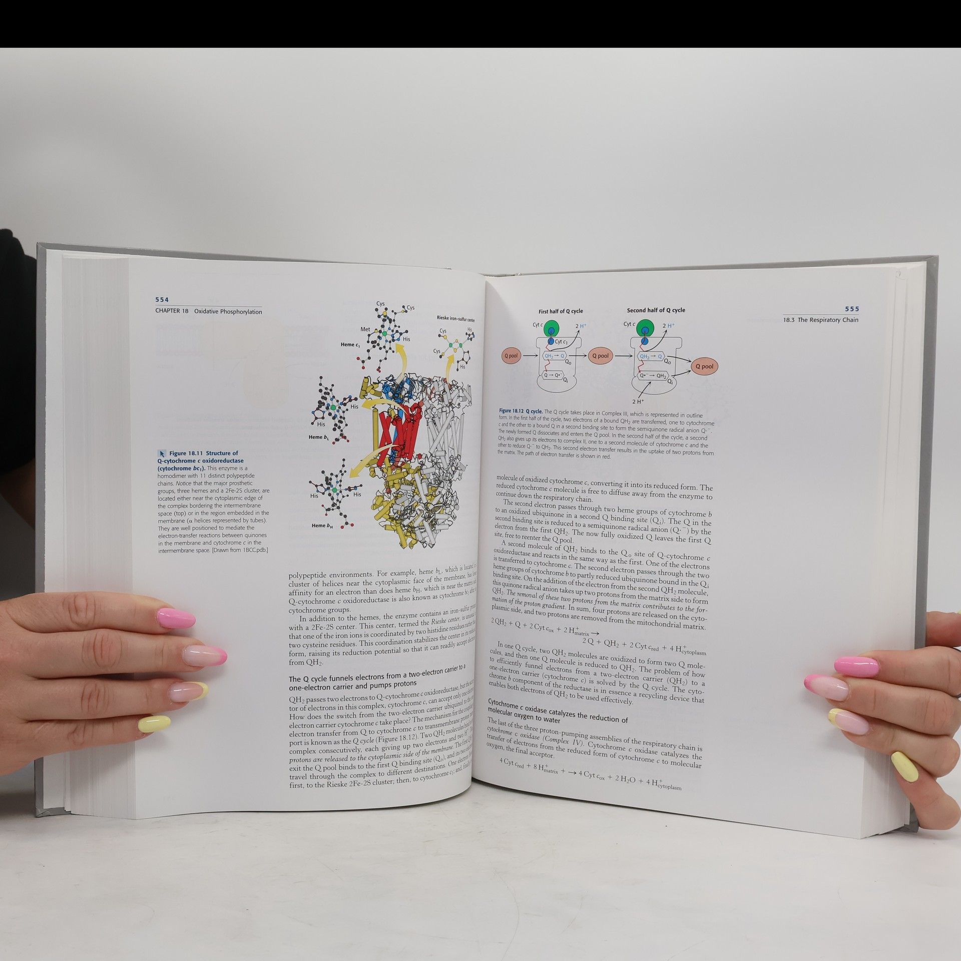 Jeremy M. (Jeremy Mark) Berg Biochemistry