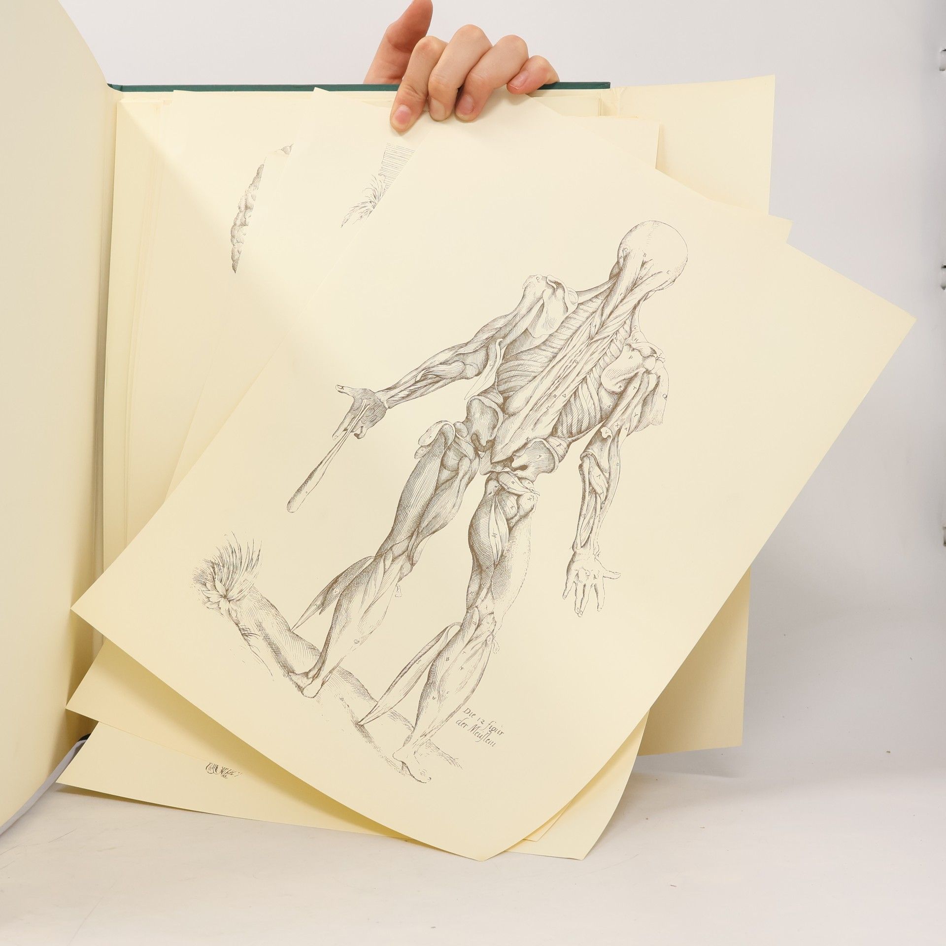 Various authors Andreas Vesalius