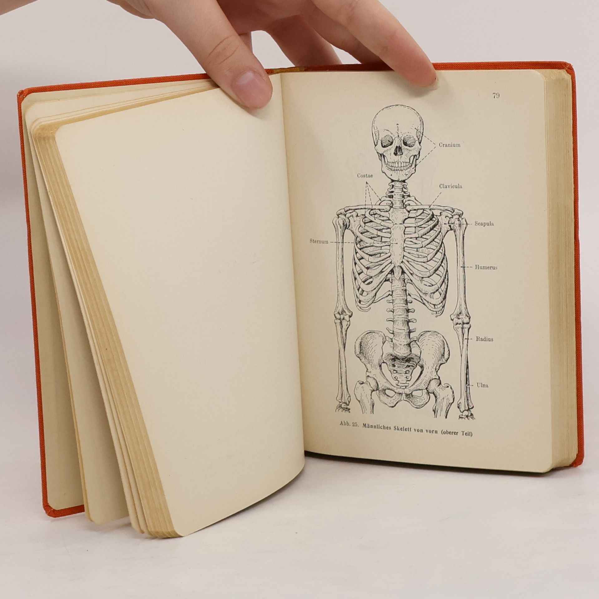 Hermann Voss Taschenbuch der Anatomie. Band I