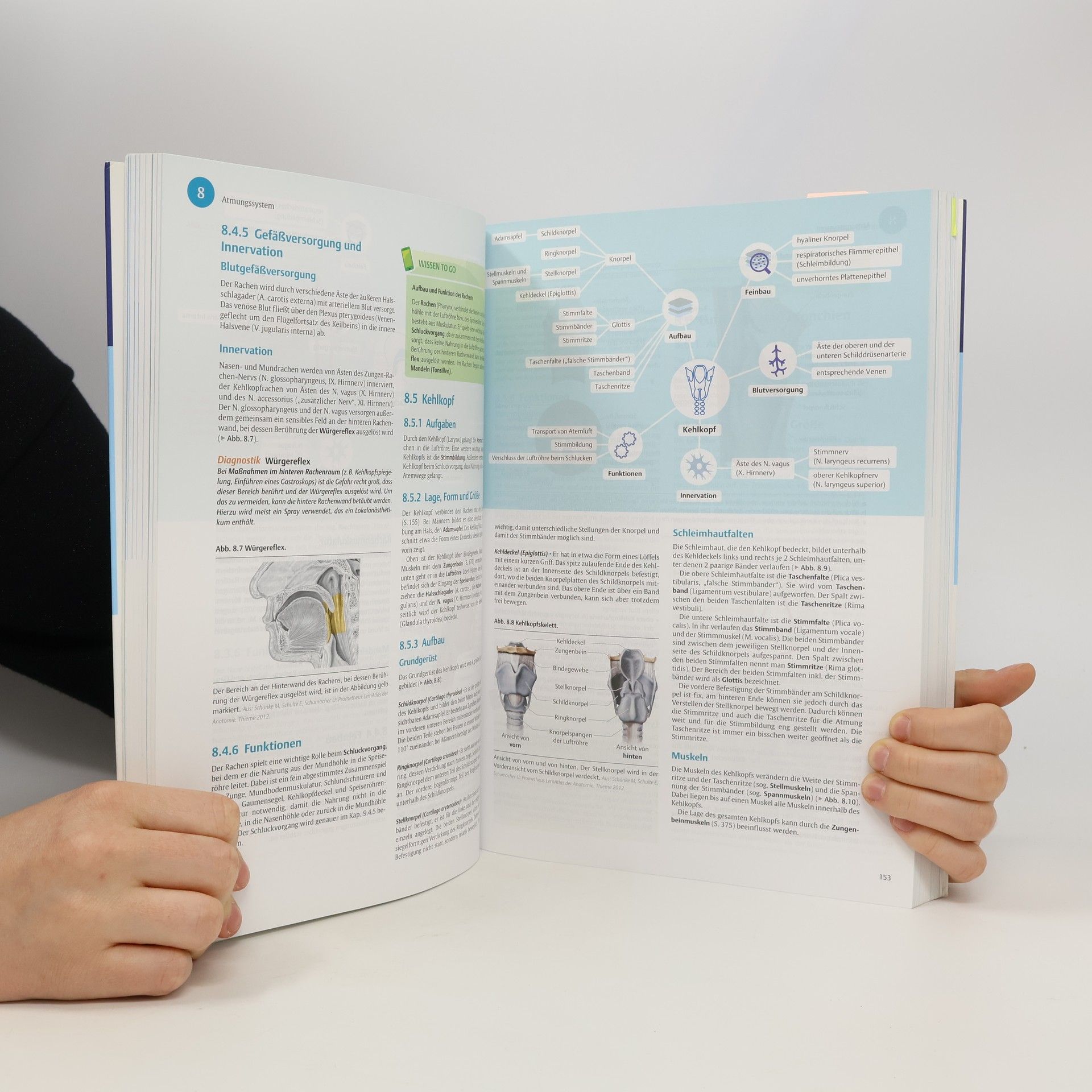 I care - Anatomie, Physiologie