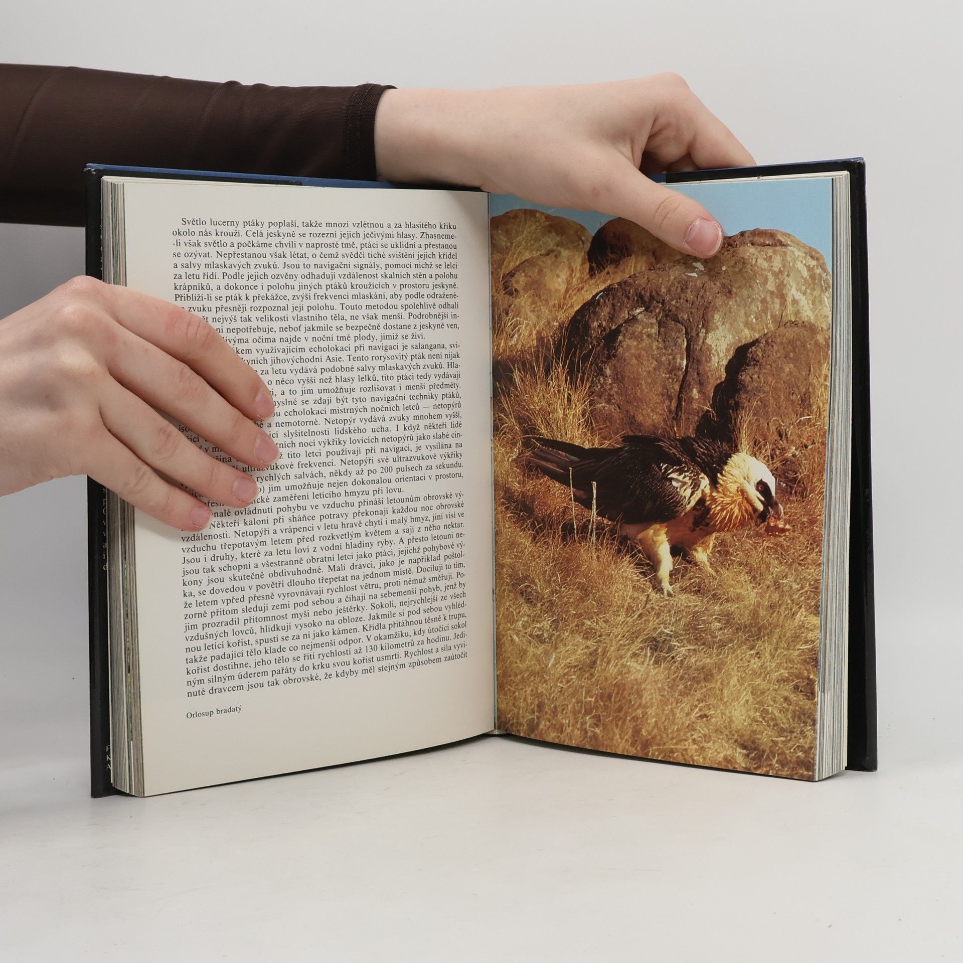 David Attenborough Planeta žije