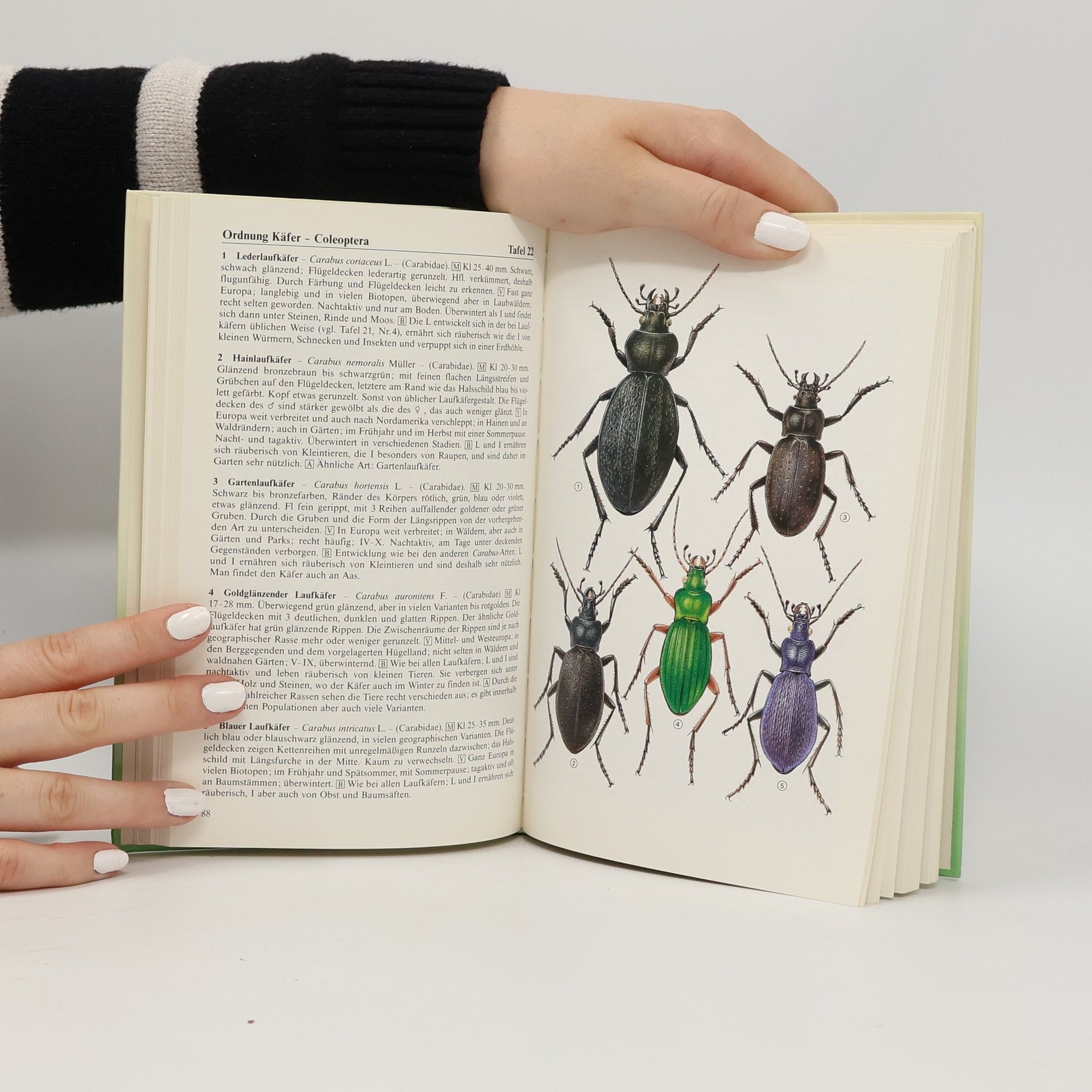 Wolfgang Dierl Insekten
