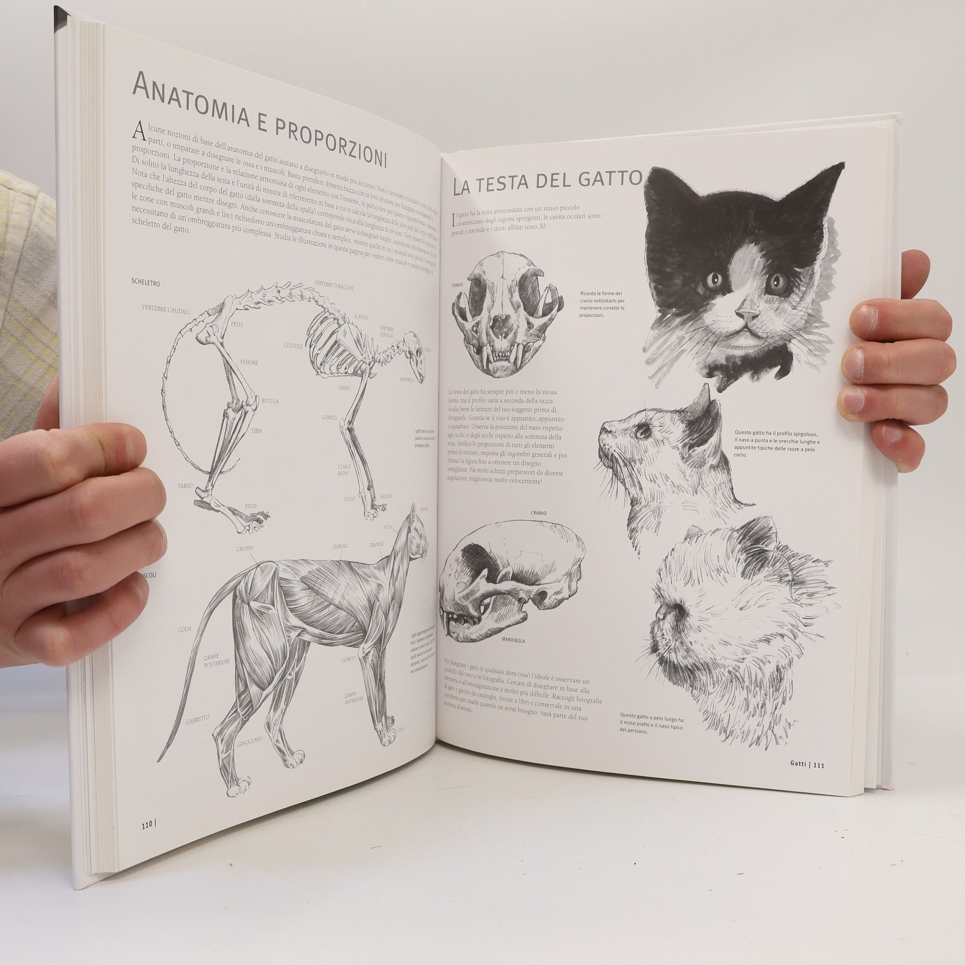 Hobby e collezionismo: L'arte del disegno. Gli animali