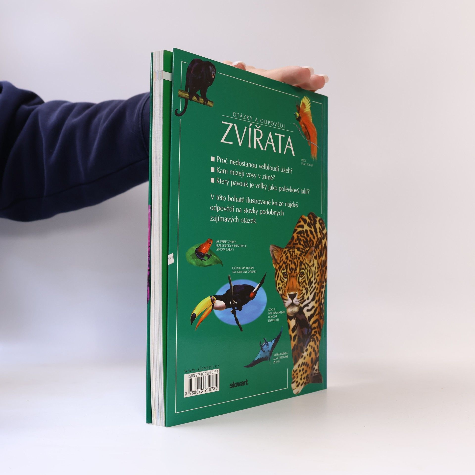 Jen Green Zvířata. Otázky a odpovědi
