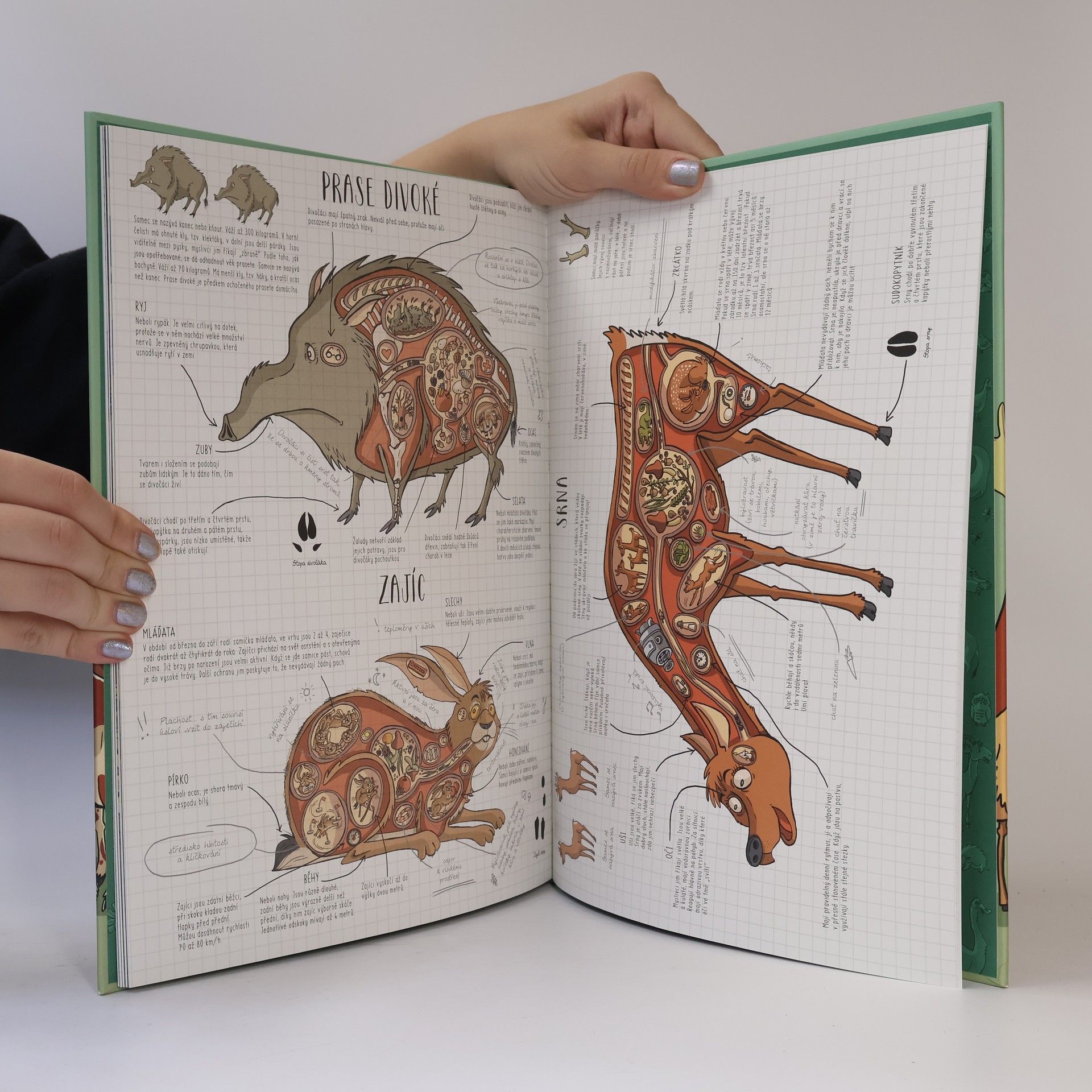 Nikola Kucharska Zvířata: Zábavná anatomie pro děti
