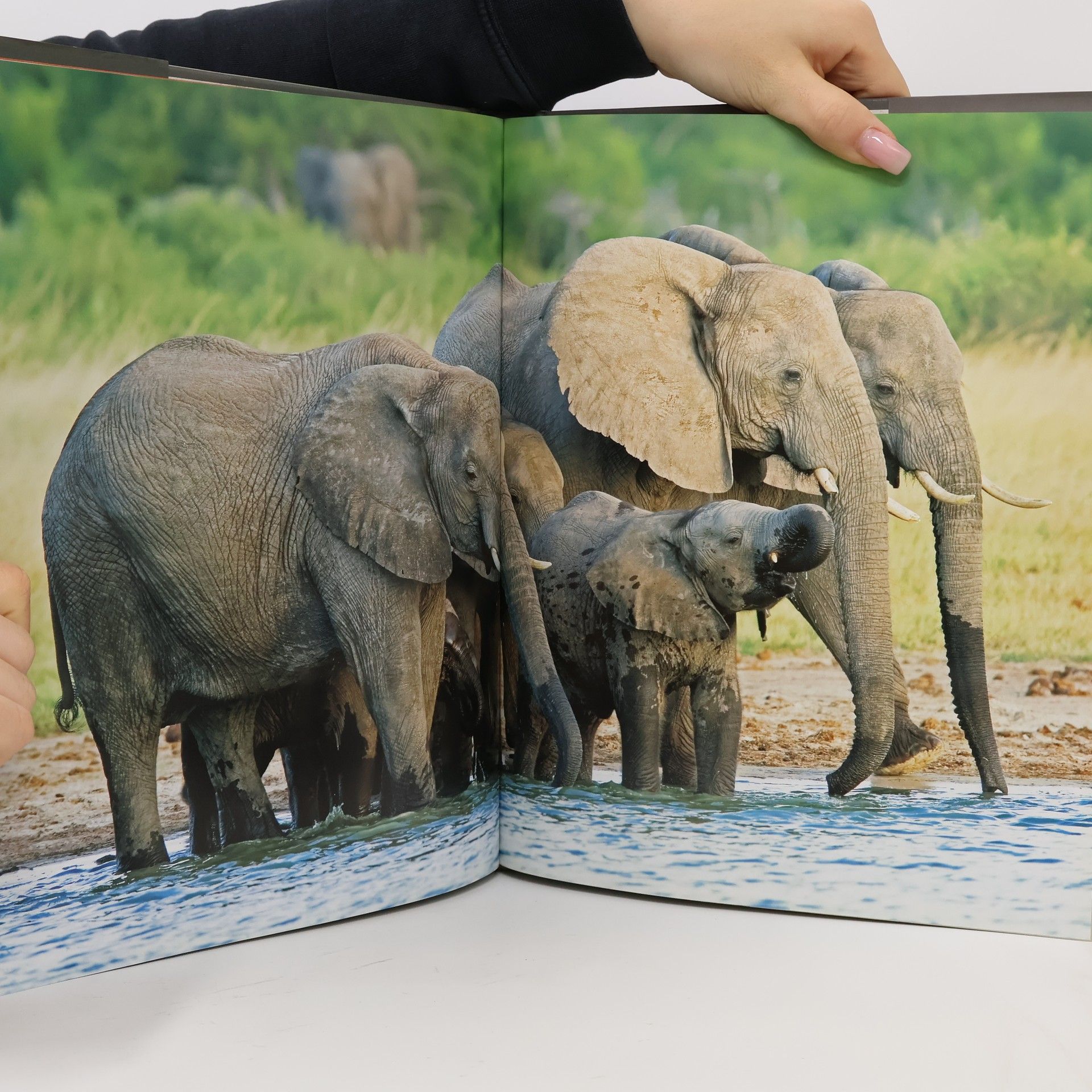 Gill Davies Der Elefant
