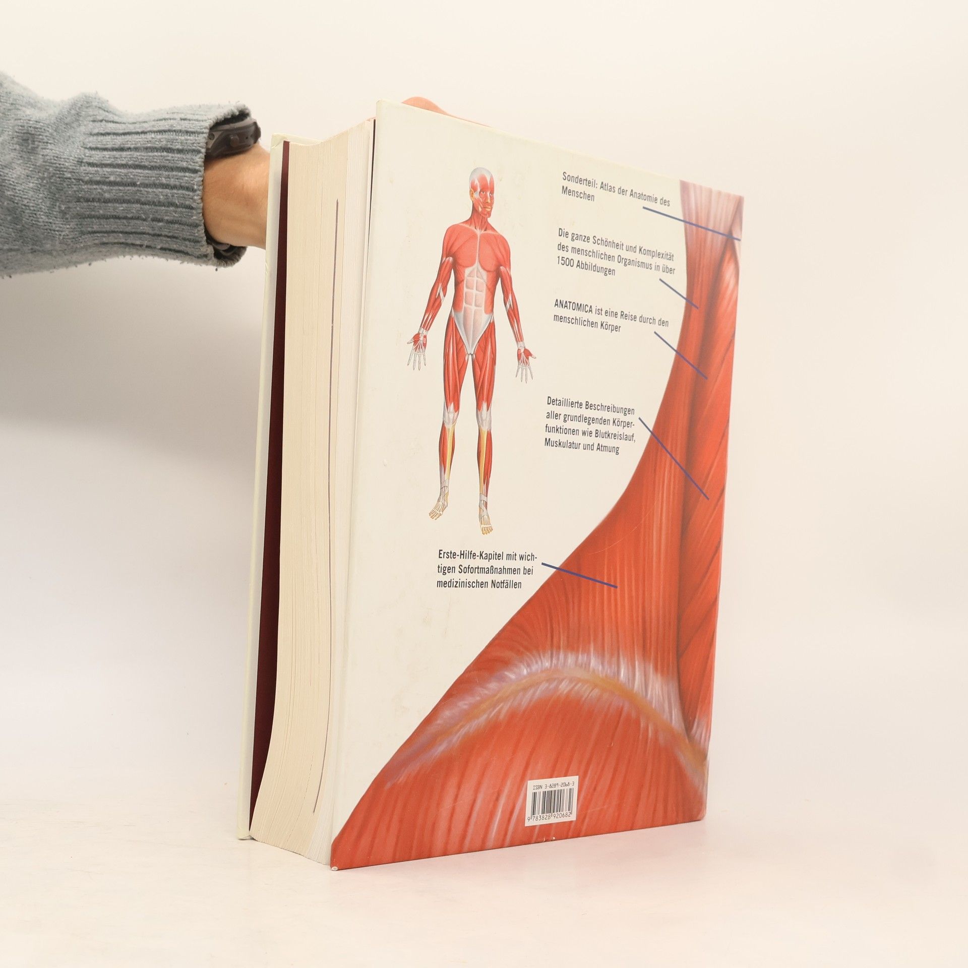 Gordon Cheers Anatomica