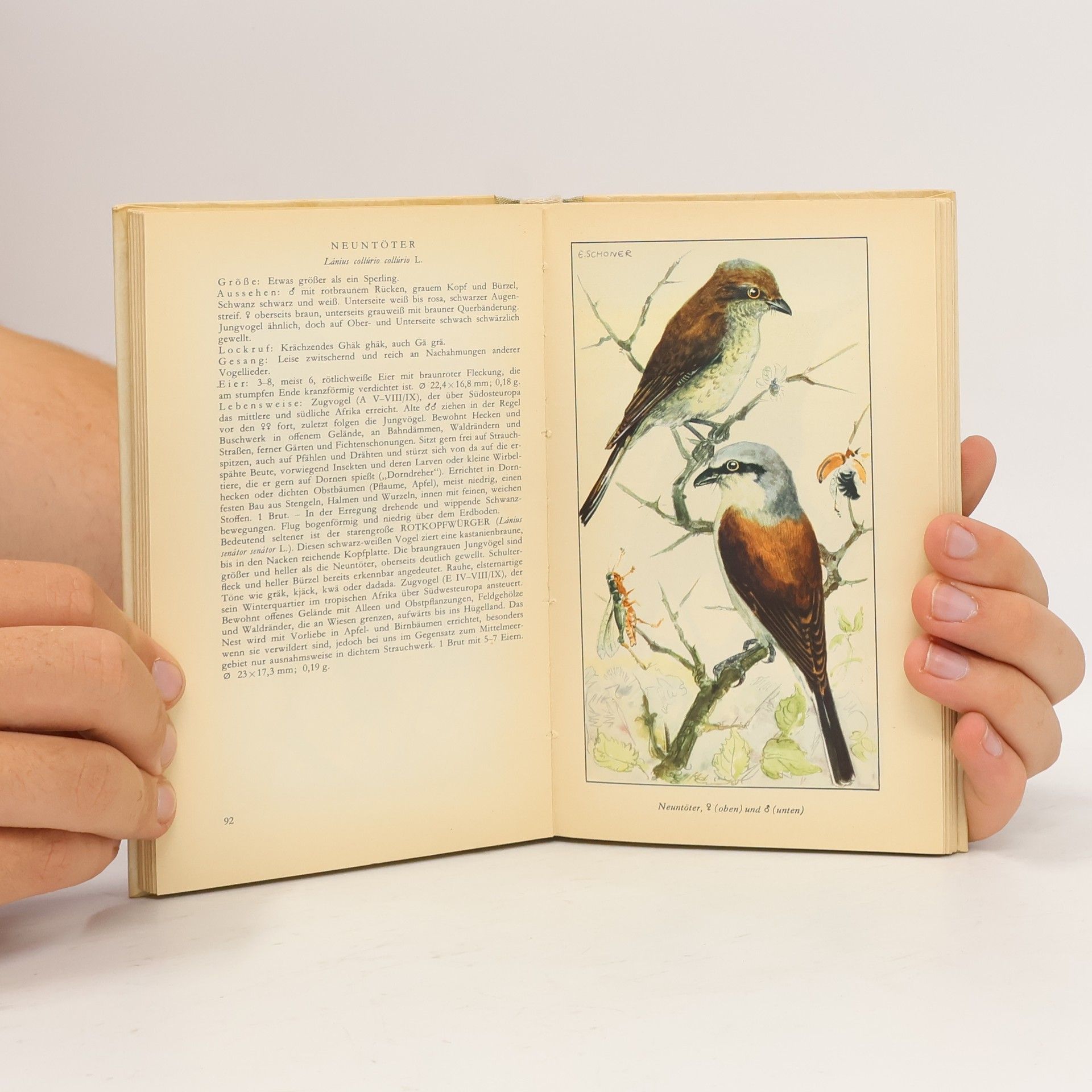 Engelbert Schoner Taschenbuch der Heimischen Singvögel