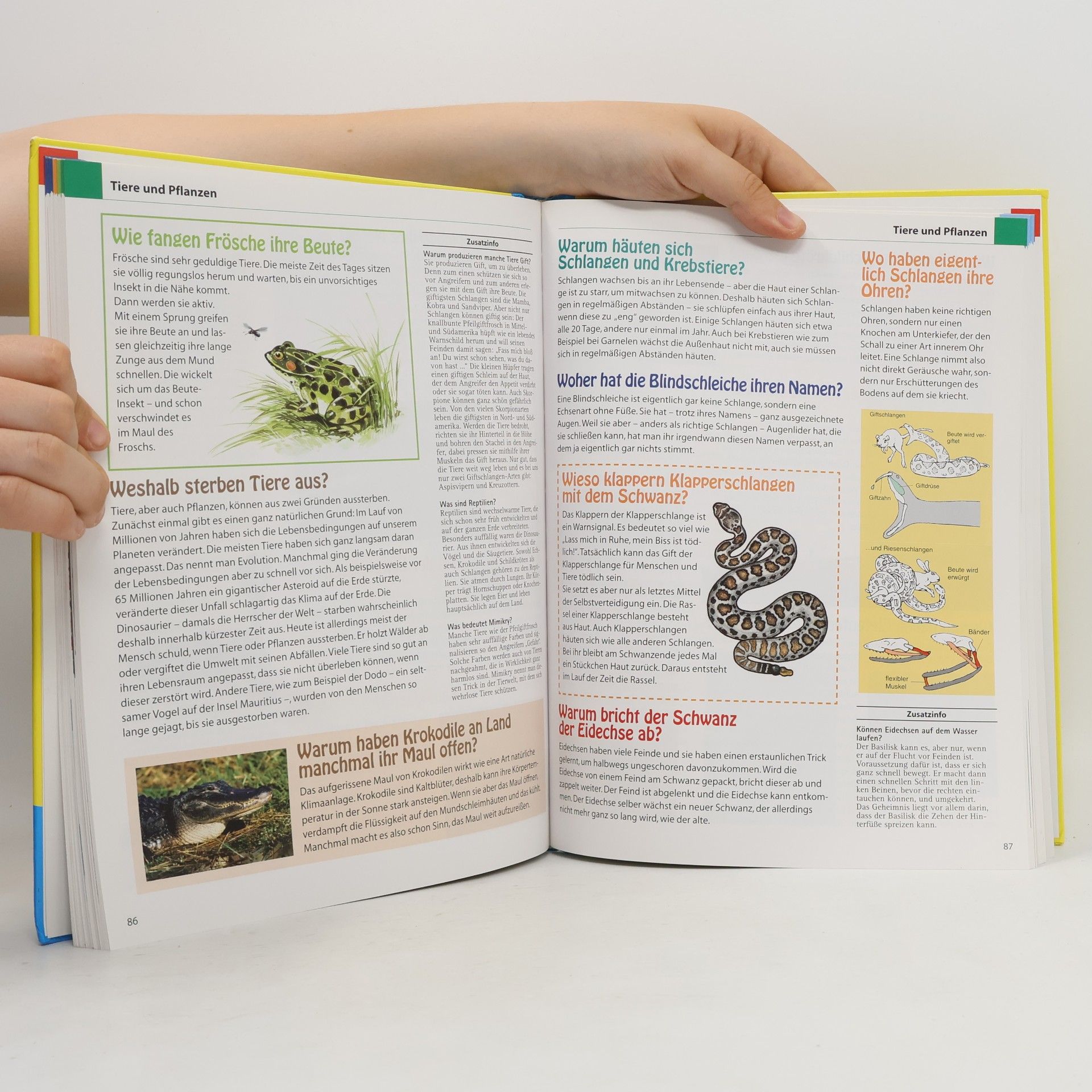 Ilse Hell Das große Buch der 555 Kinderfragen