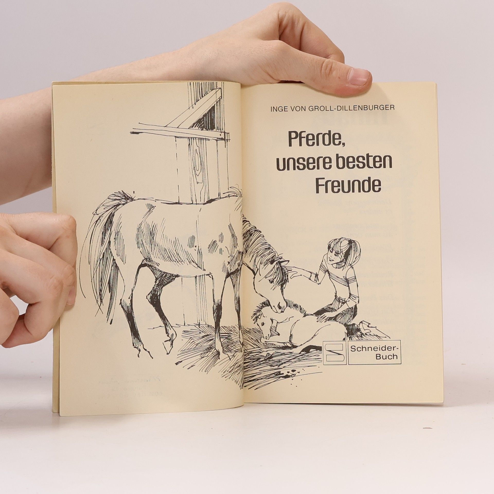 Groll Dillenburger Pferde, unsere besten Freunde