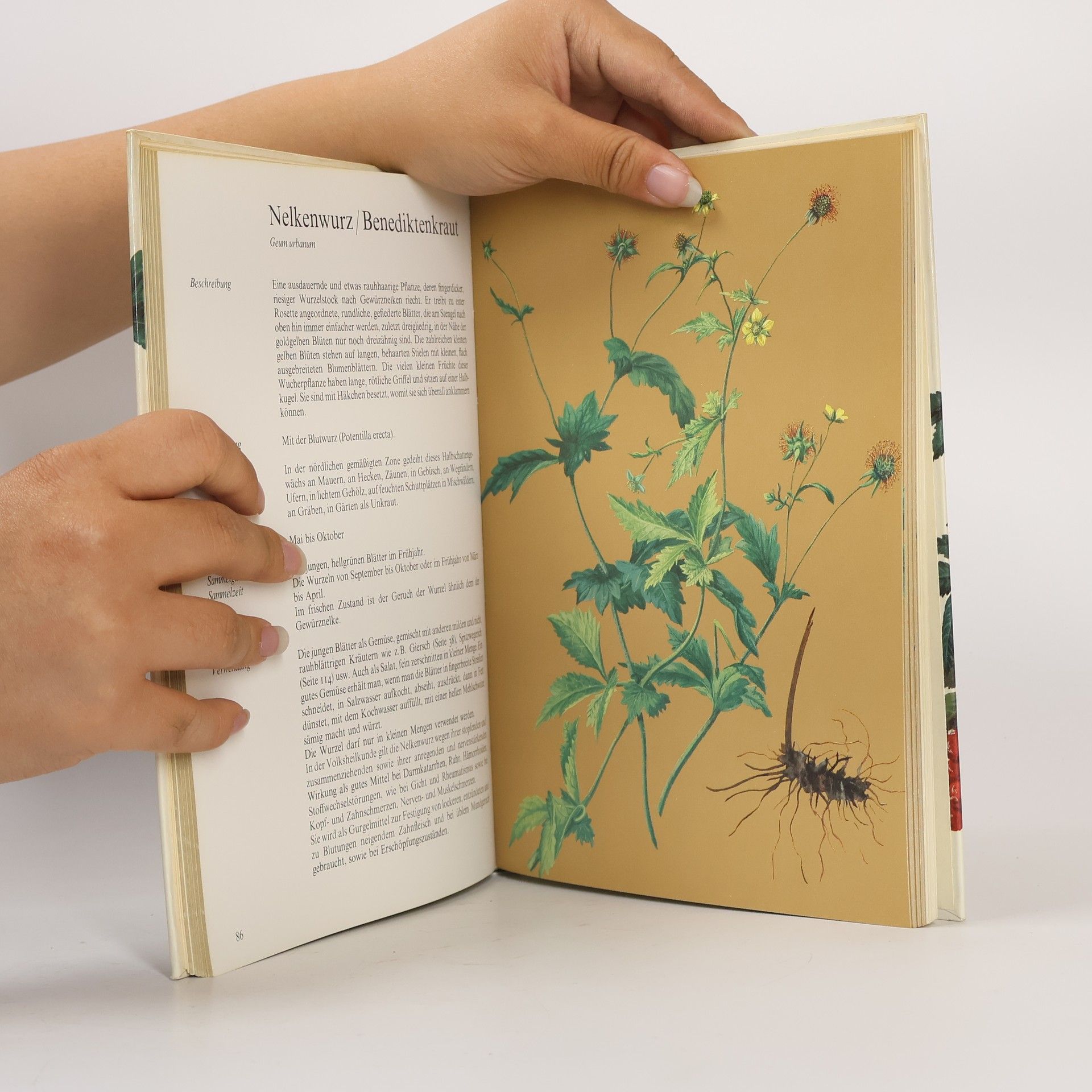 Eve Marie Helm Feld-, Wald- und Wiesenkochbuch