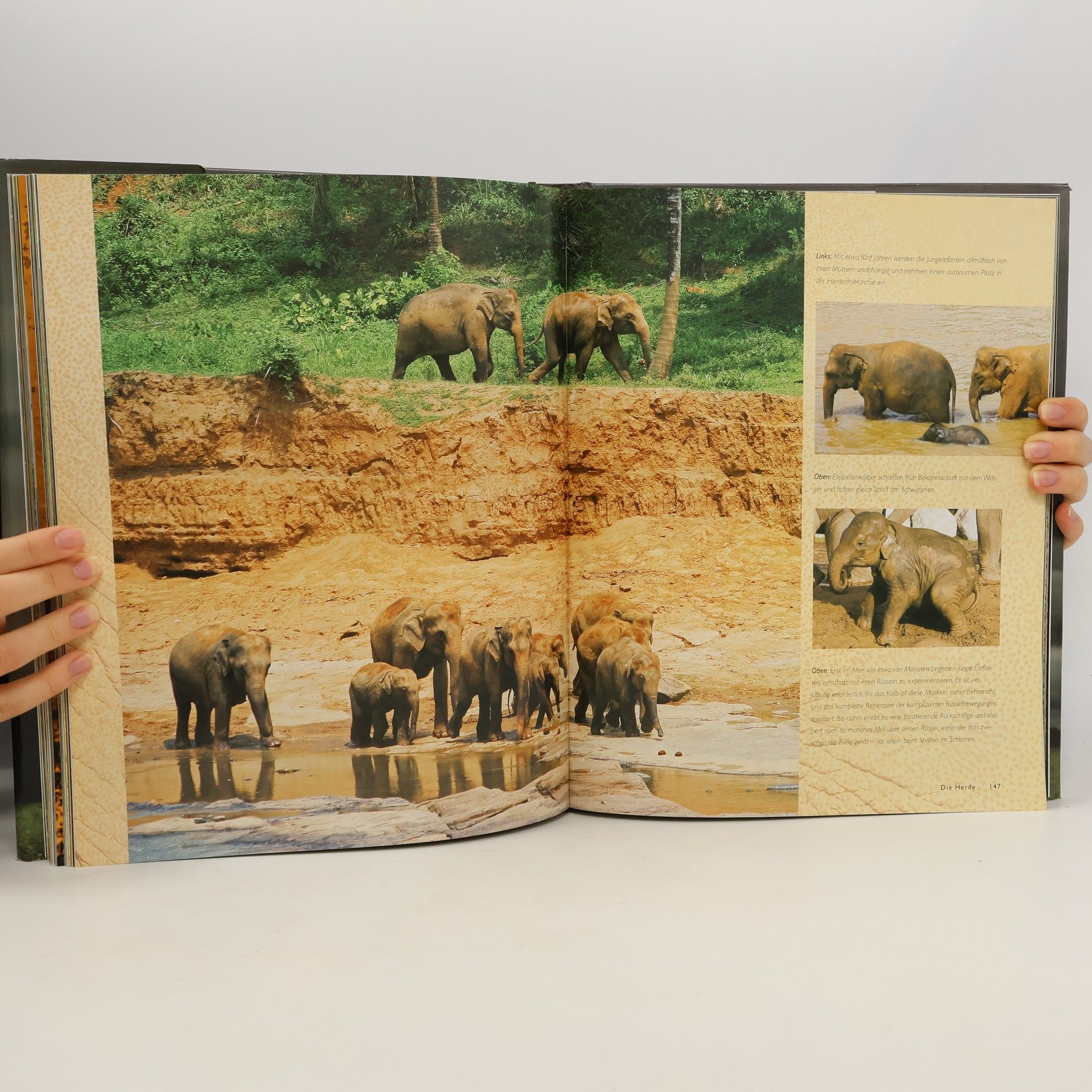 Gill Davies Der Elefant