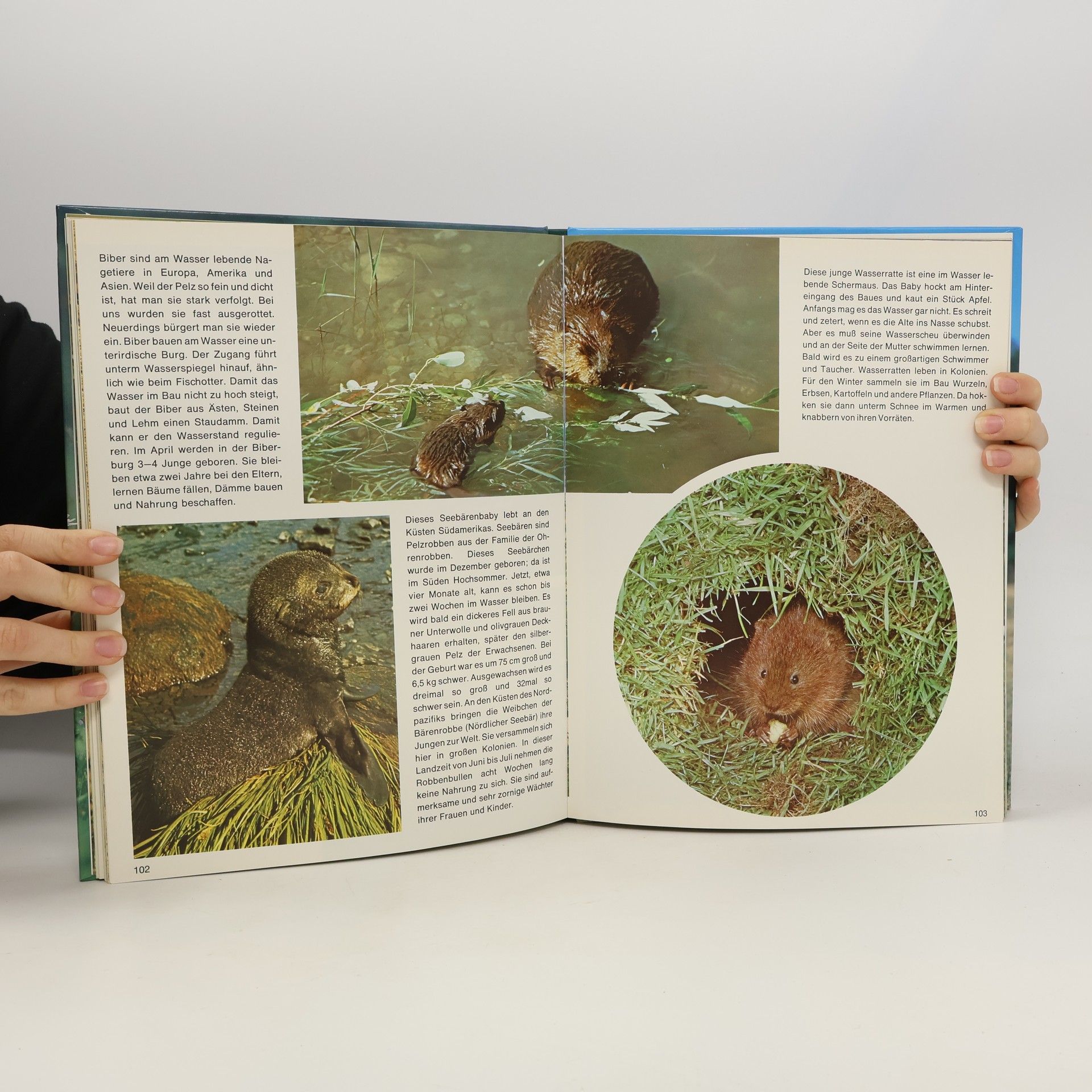 David Roberts Mein erstes Buch der Tierkinder