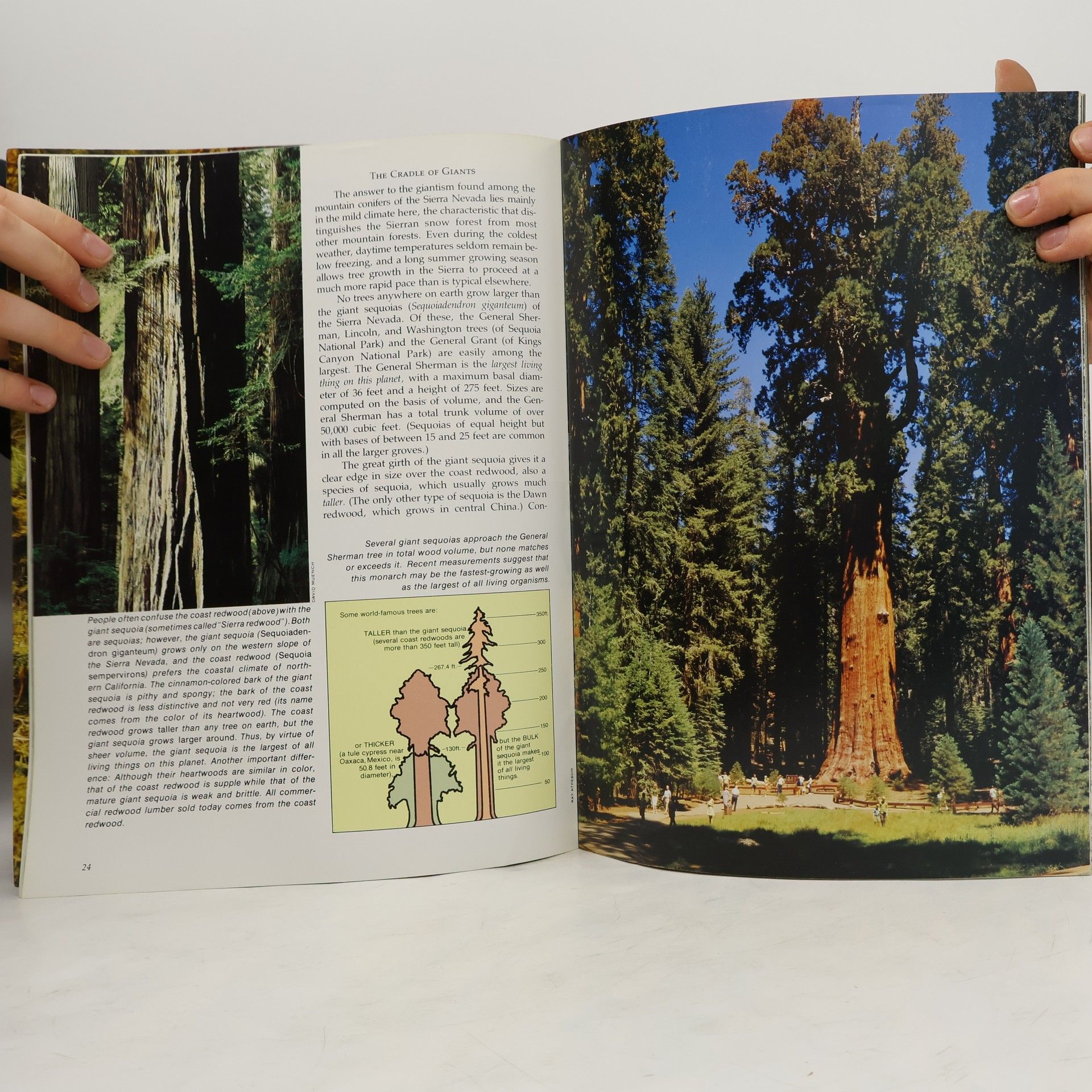 William C. Tweed Sequoia & Kings Canyon