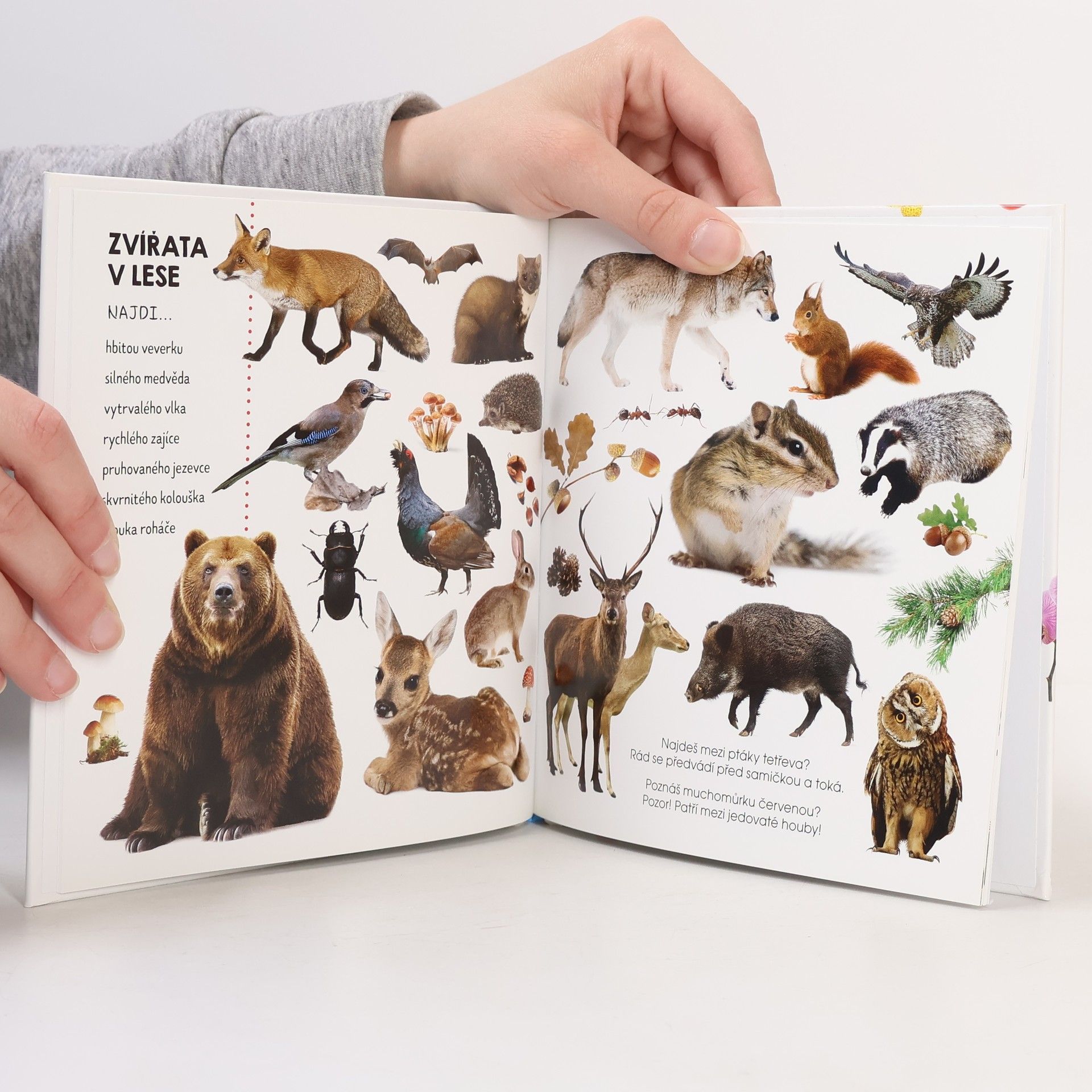 Kolektiv autorů Hledej v obrázcích: Zvířata (fotokniha)