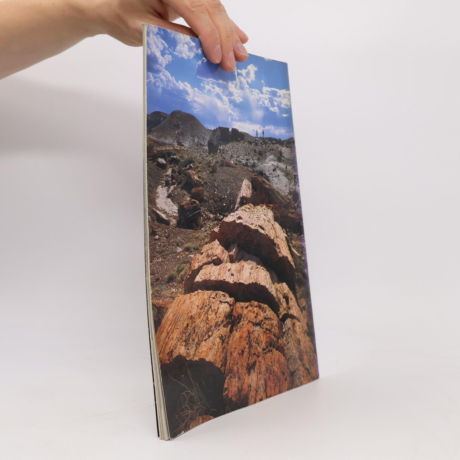 Ash Sidney Petrified forest: The story behind the scenery