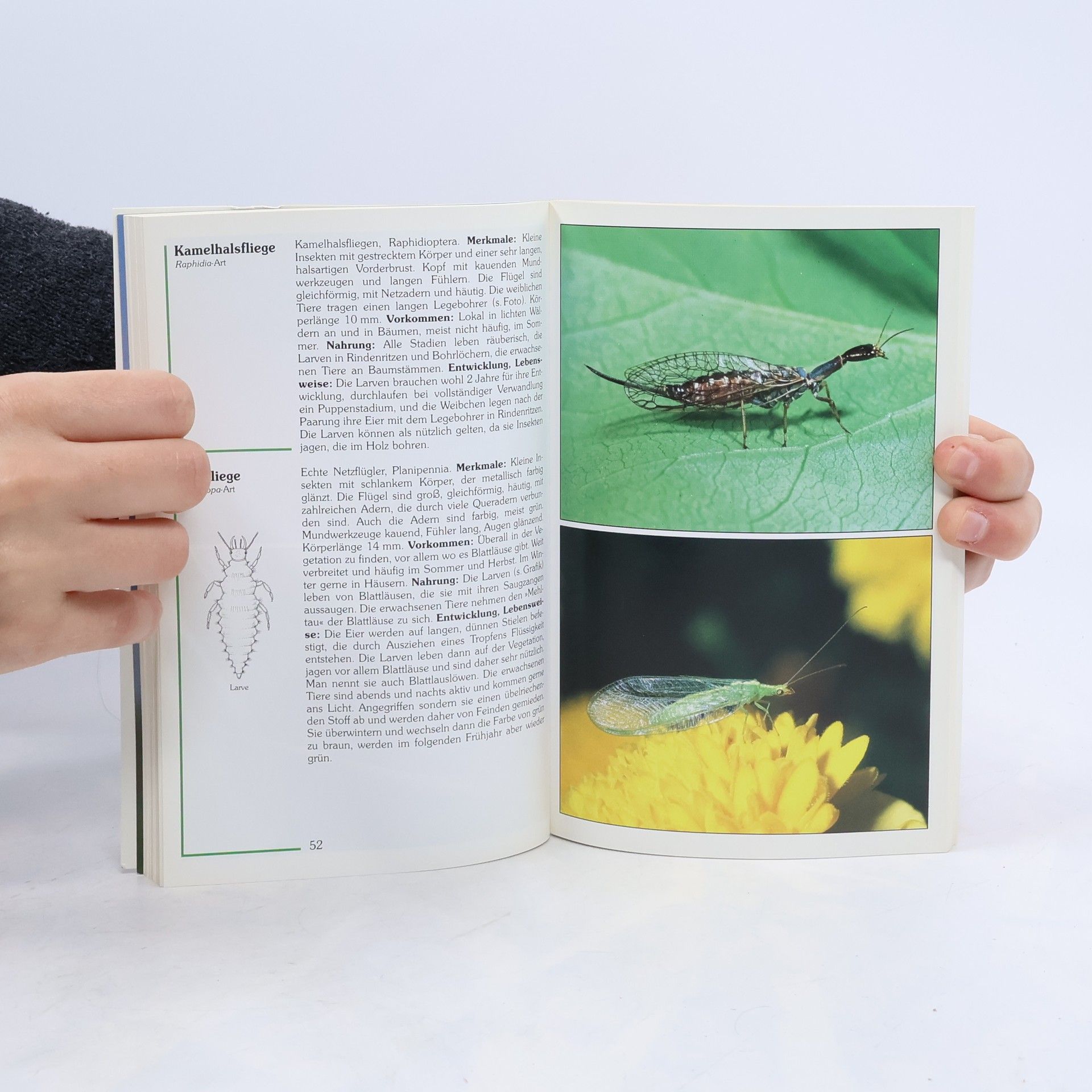 Wolfgang Dierl Insekten