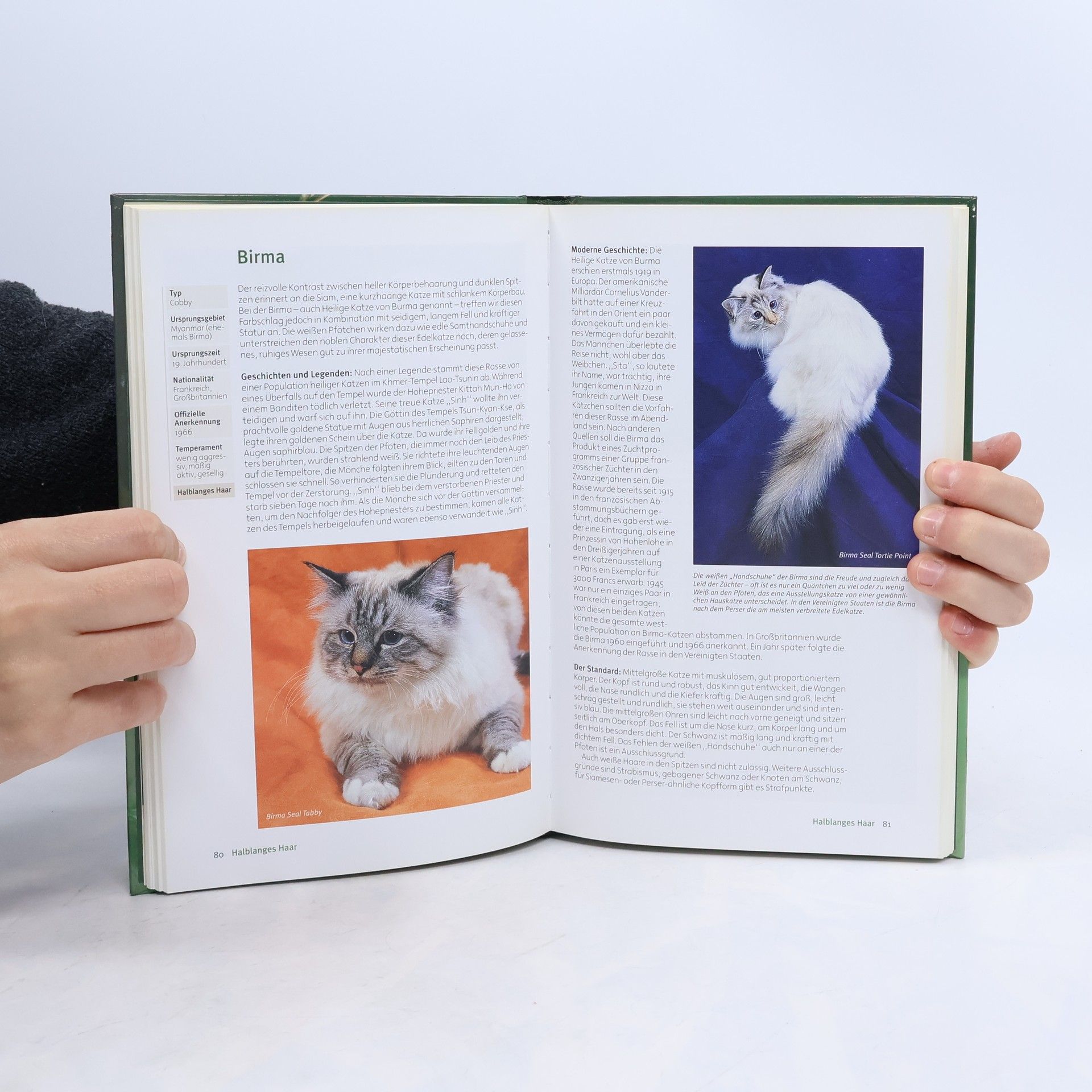 Katzen