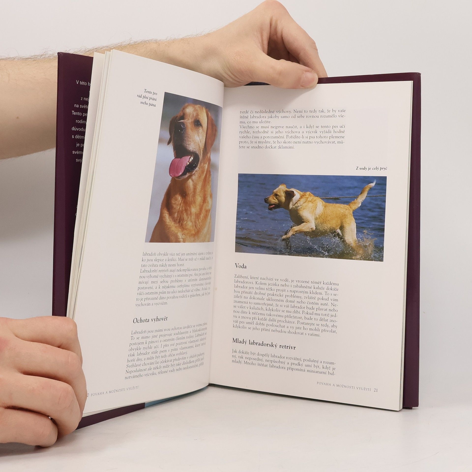 Esther Verhoef Labradorský retrívr