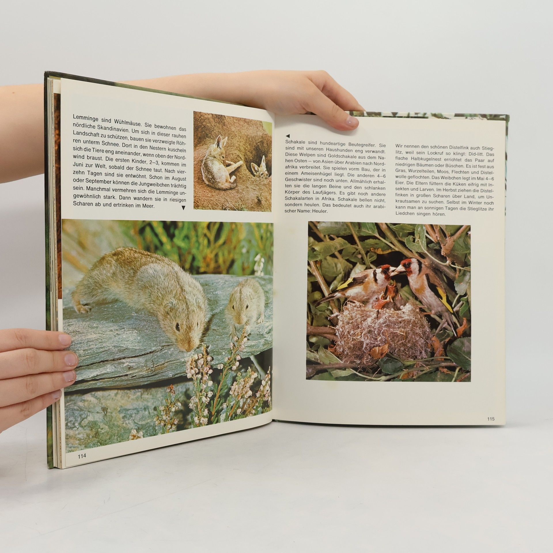 David Roberts Mein erstes Buch der Tierkinder