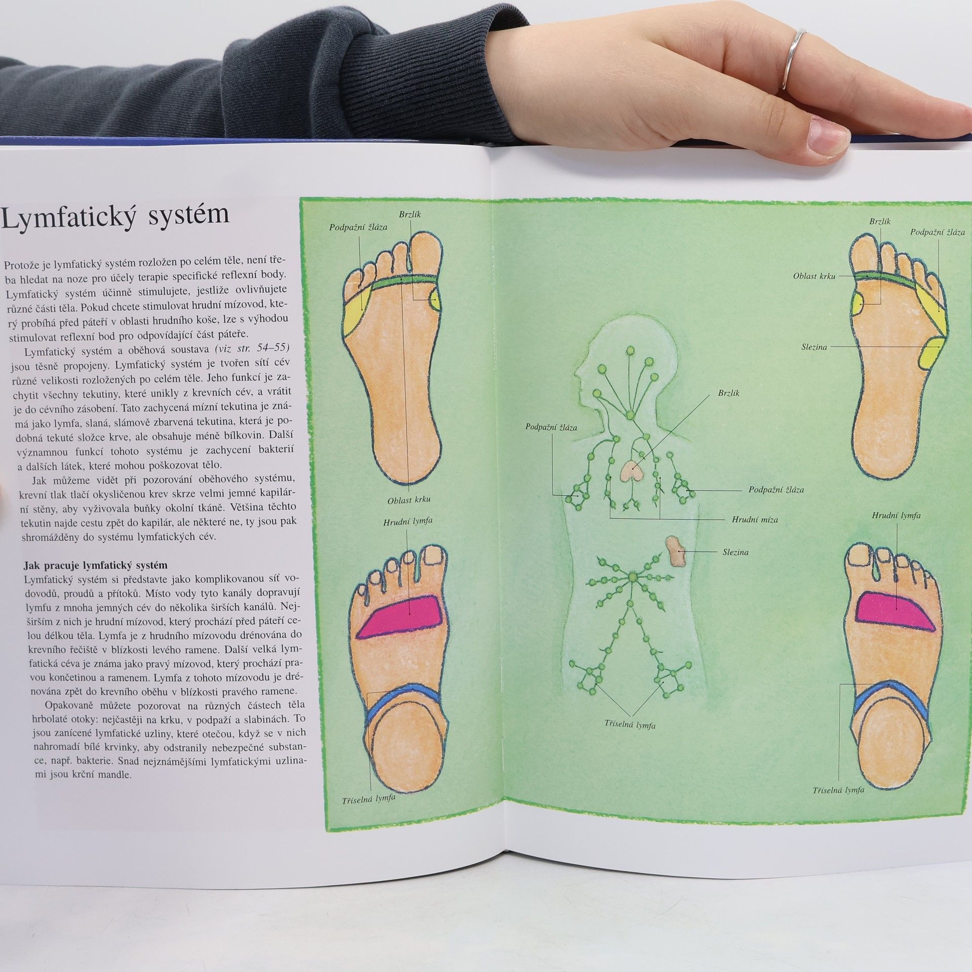 Ann Gillanders Reflexologie