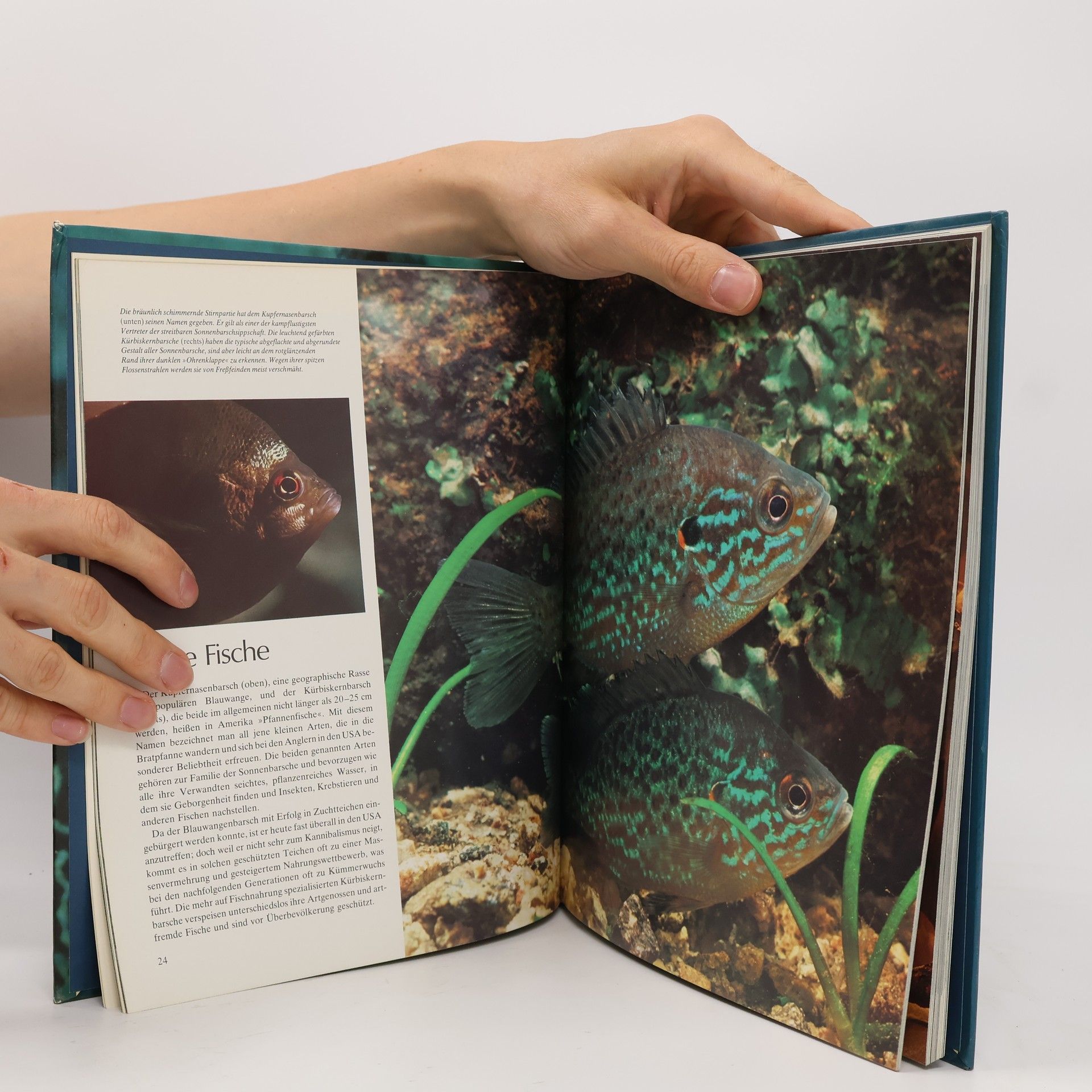 Autorenkollektiv Fische der Seen, Flüsse und Meere