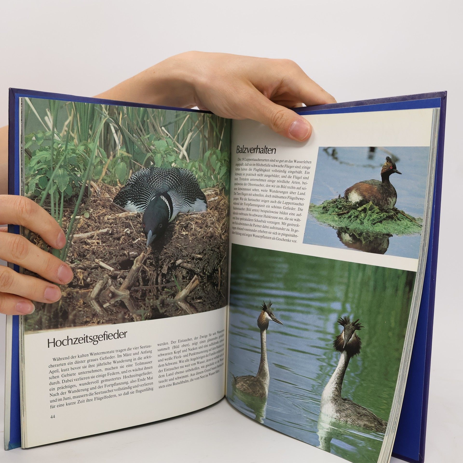 Wilbur Bradbury Vögel der Meere, Küsten und Ströme