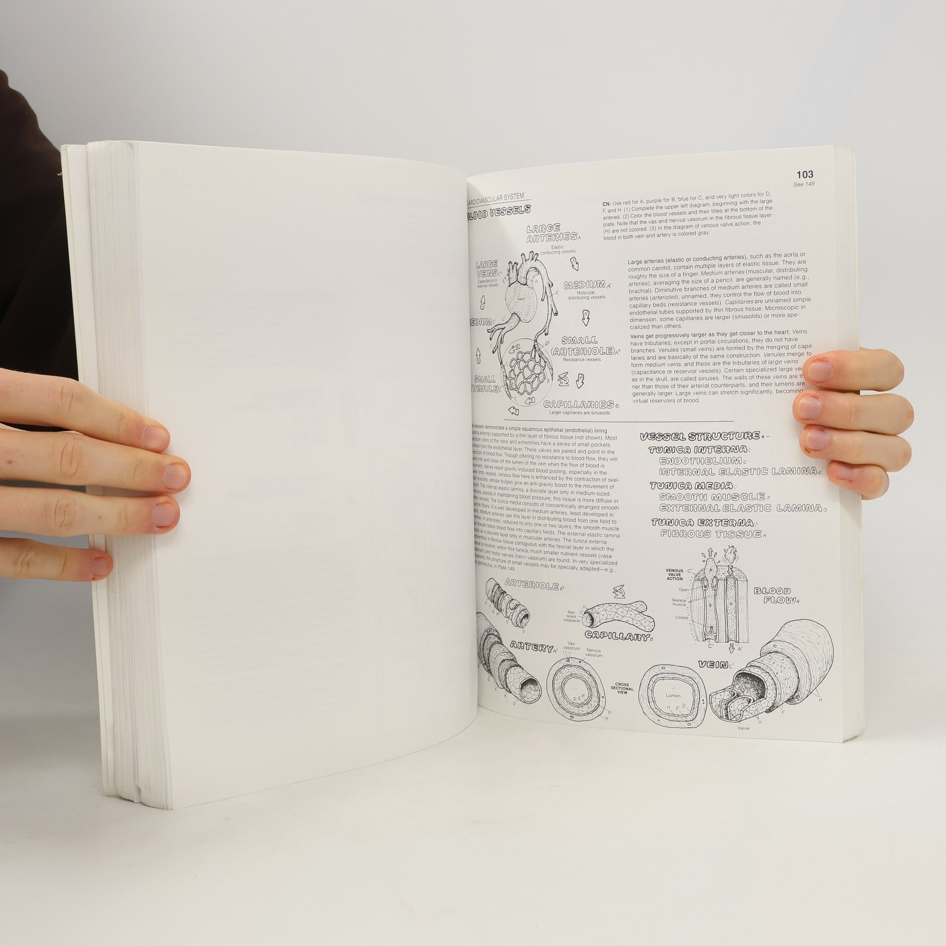 Wynn Kapit The Anatomy Coloring Book