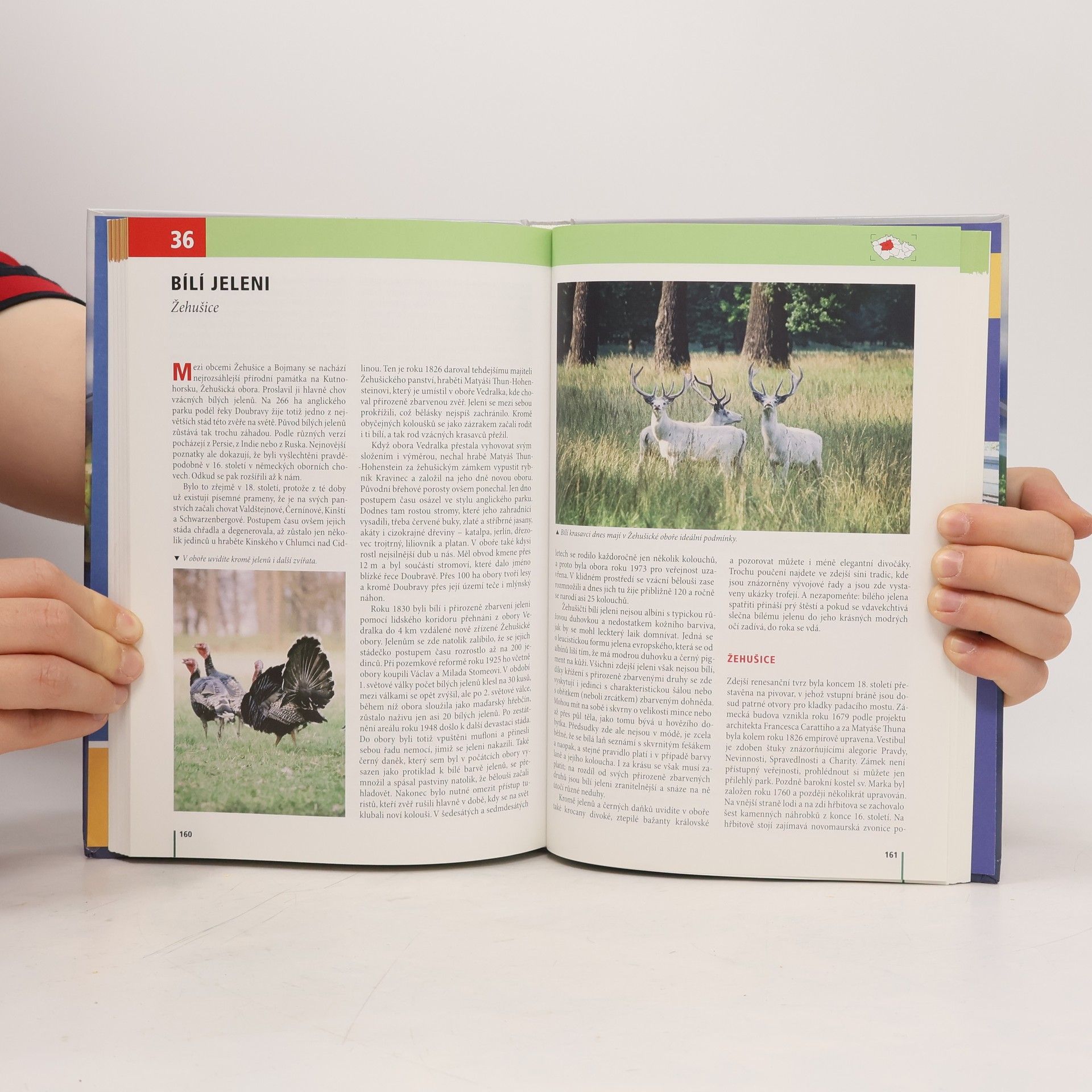 Kolektiv autorů Toulavá kamera
