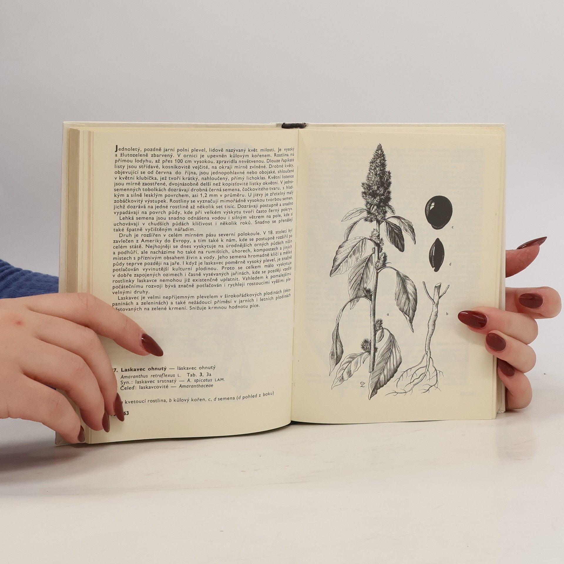 František Hron Kapesní atlas. Rostliny polí a zahrad
