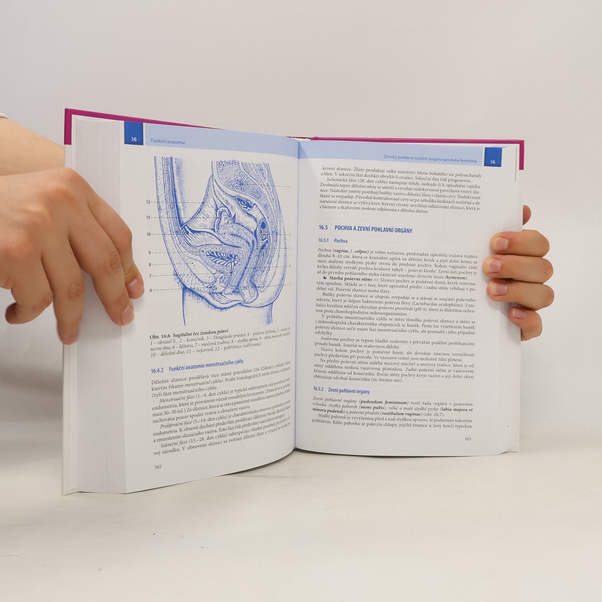 Ivan Dylevský Funkční anatomie