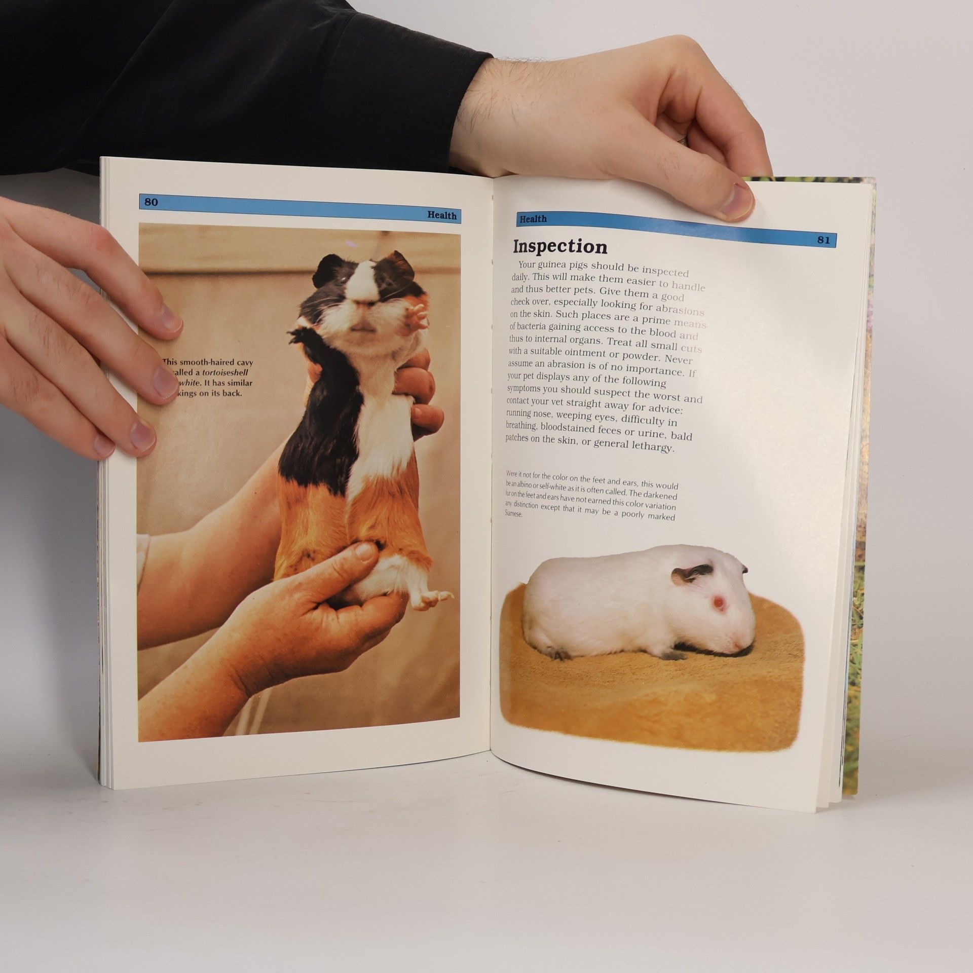 Anmarie Barrie Save-Our-Planet-Series: Guinea Pigs
