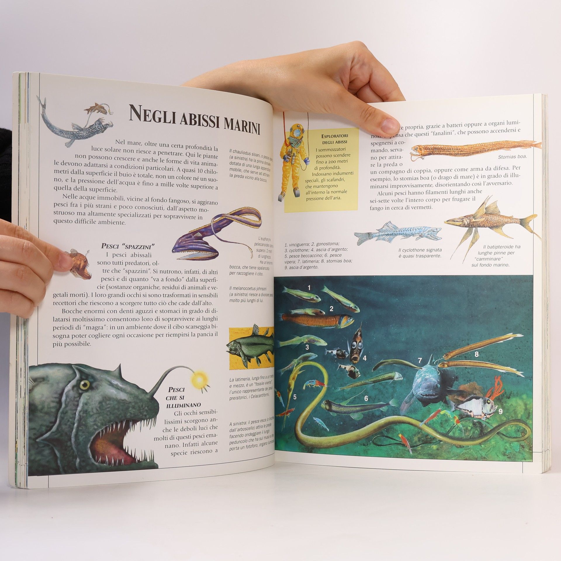 Autorenkollektiv Tutto per le mie ricerche. Gli animali
