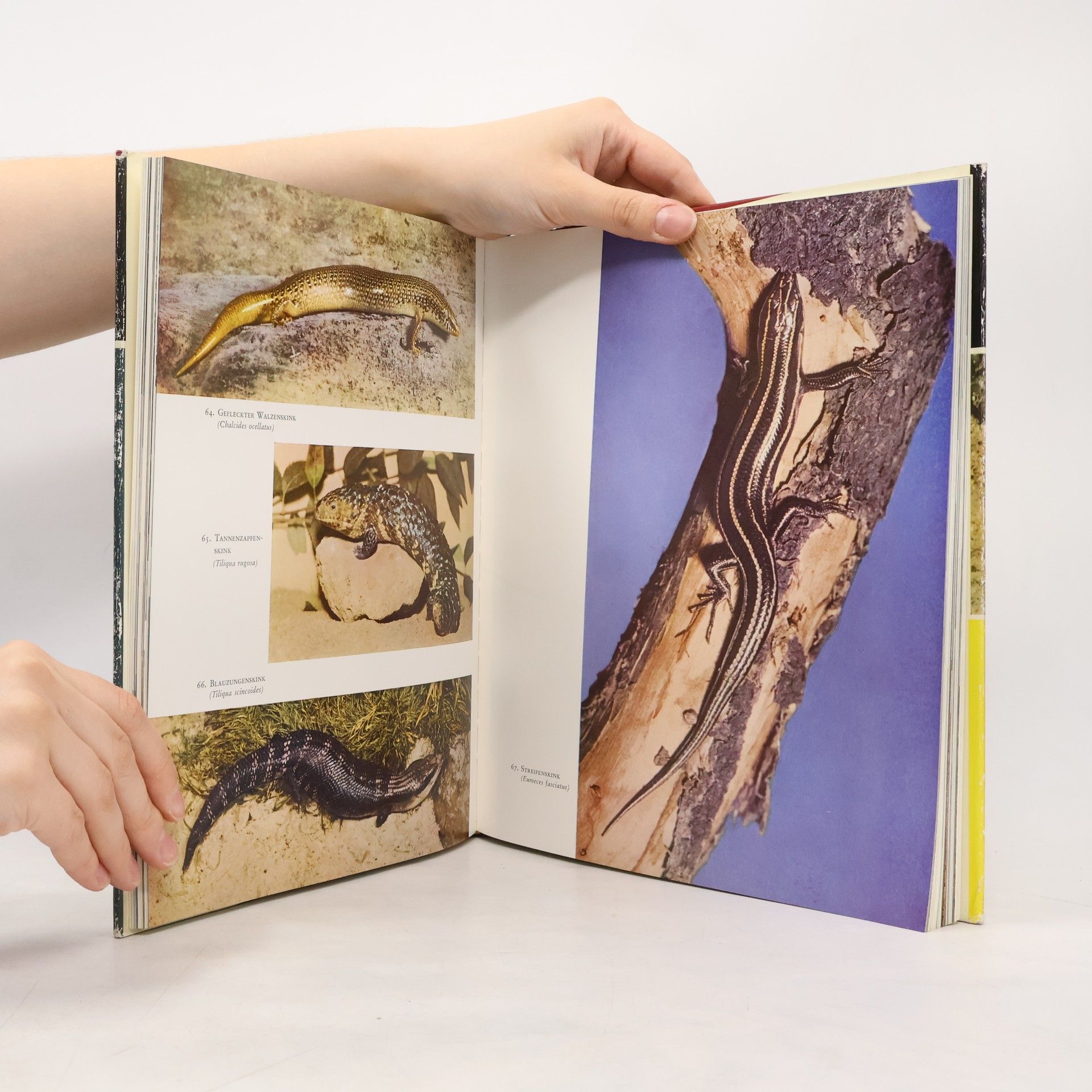 Karl Patterson Schmidt Knaurs Tierreich in Farben: Reptilien