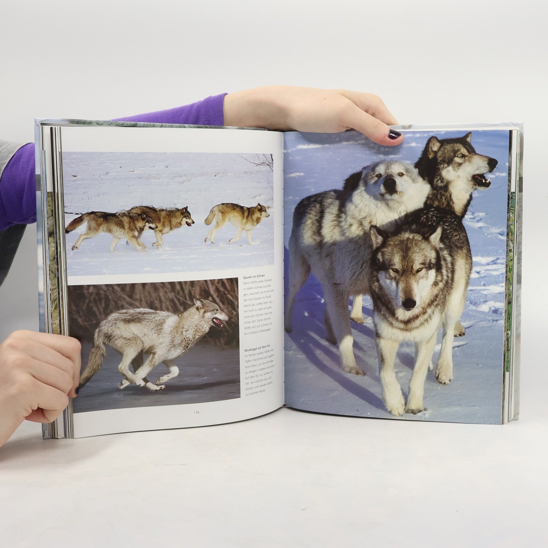 Autorenkollektiv Der Wolf. Wild und faszinierend