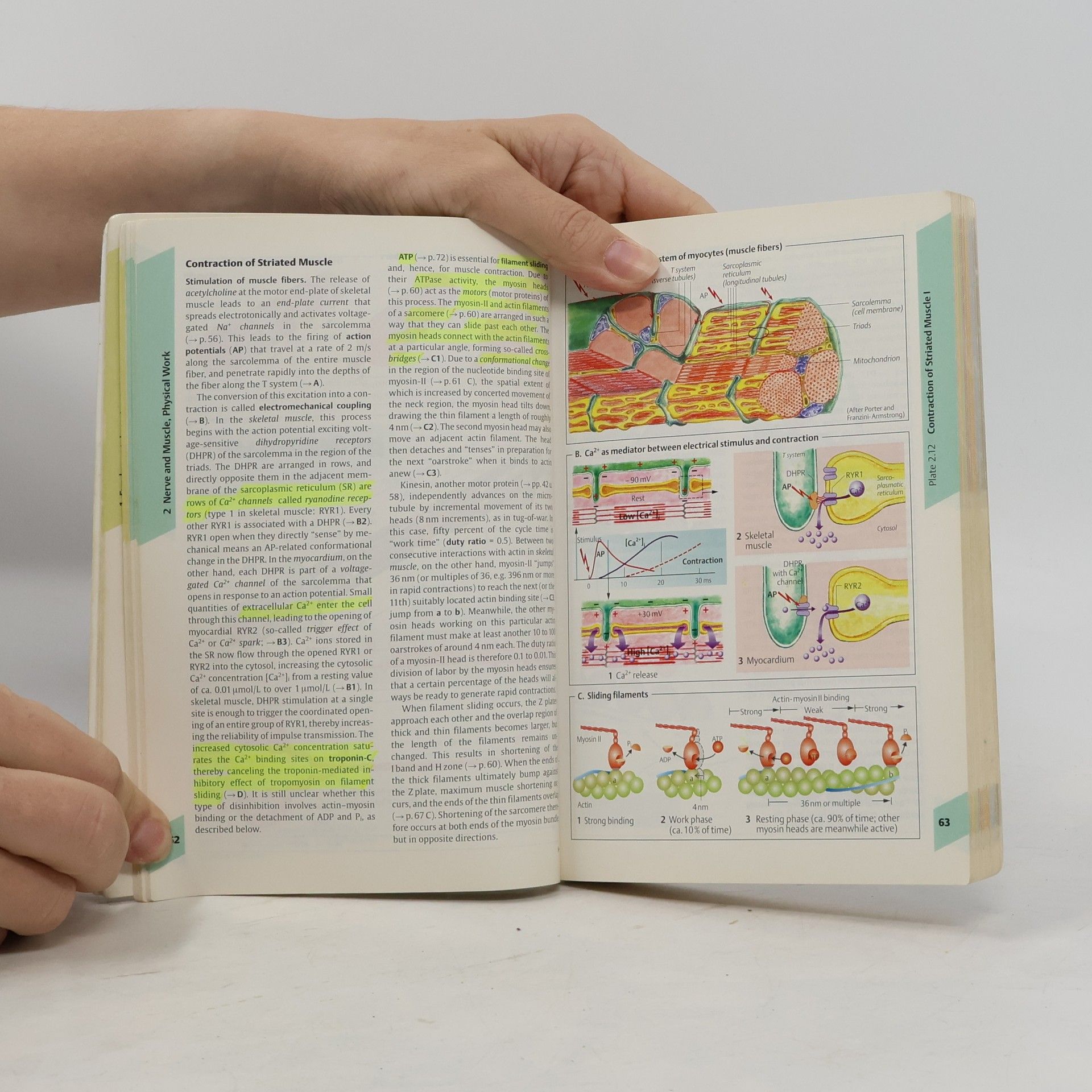 Agamemnon Despopoulos Color Atlas of Physiology