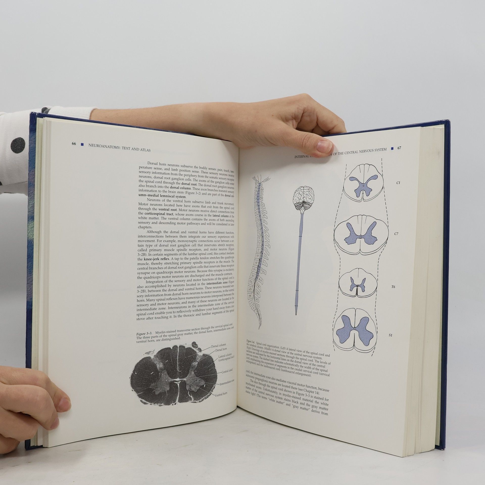 John Harry Martin Neuroanatomy