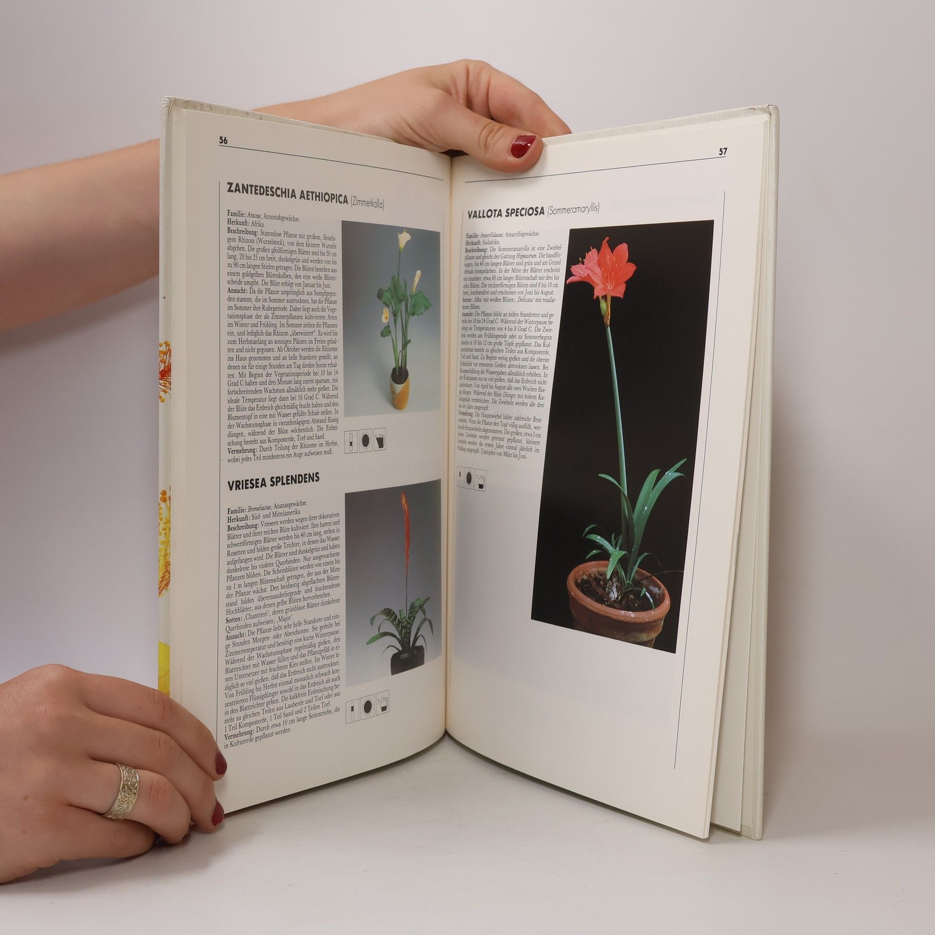 Doris Gottwald Topfblumen