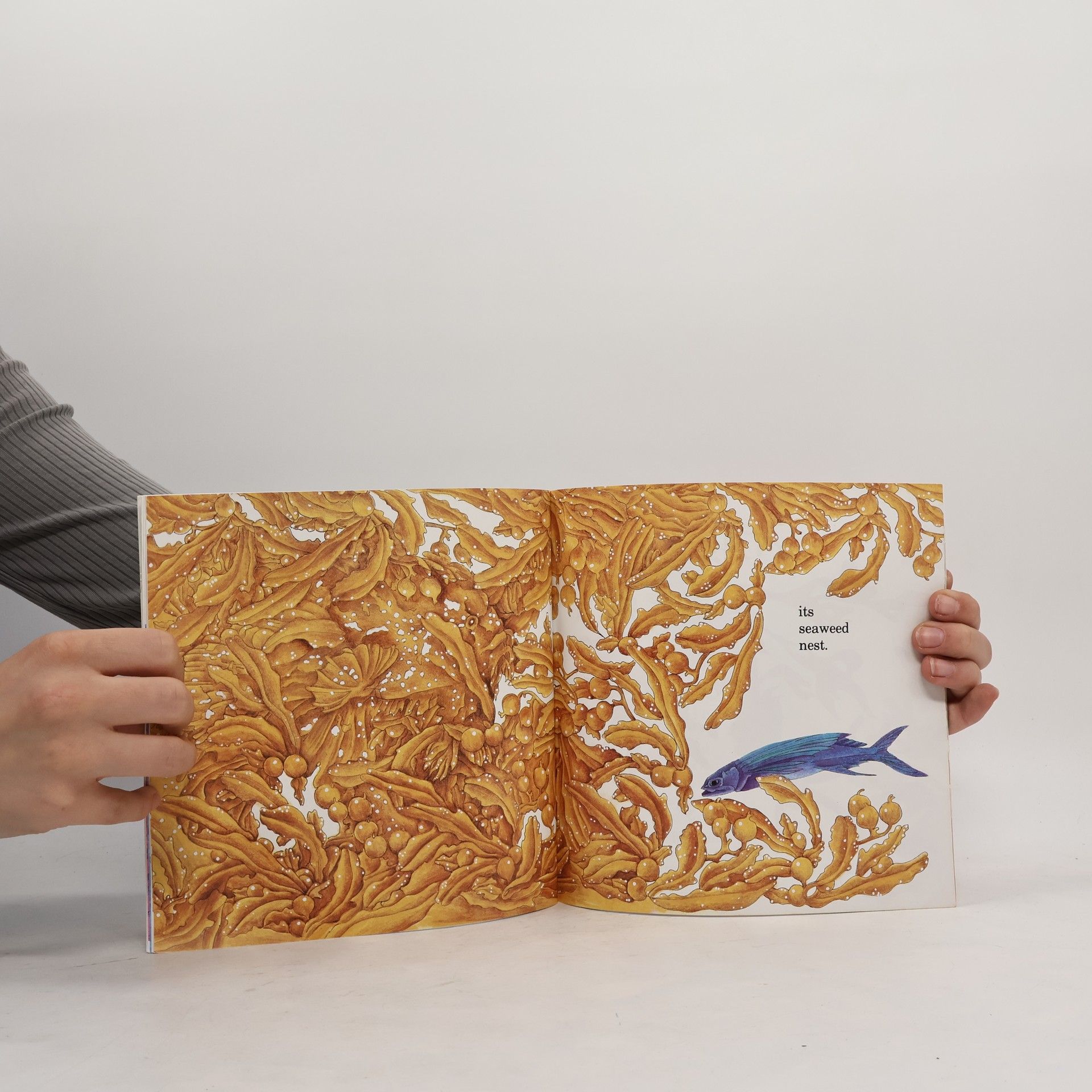 Ruth Heller How to Hide an Octopus and Other Sea Creatures