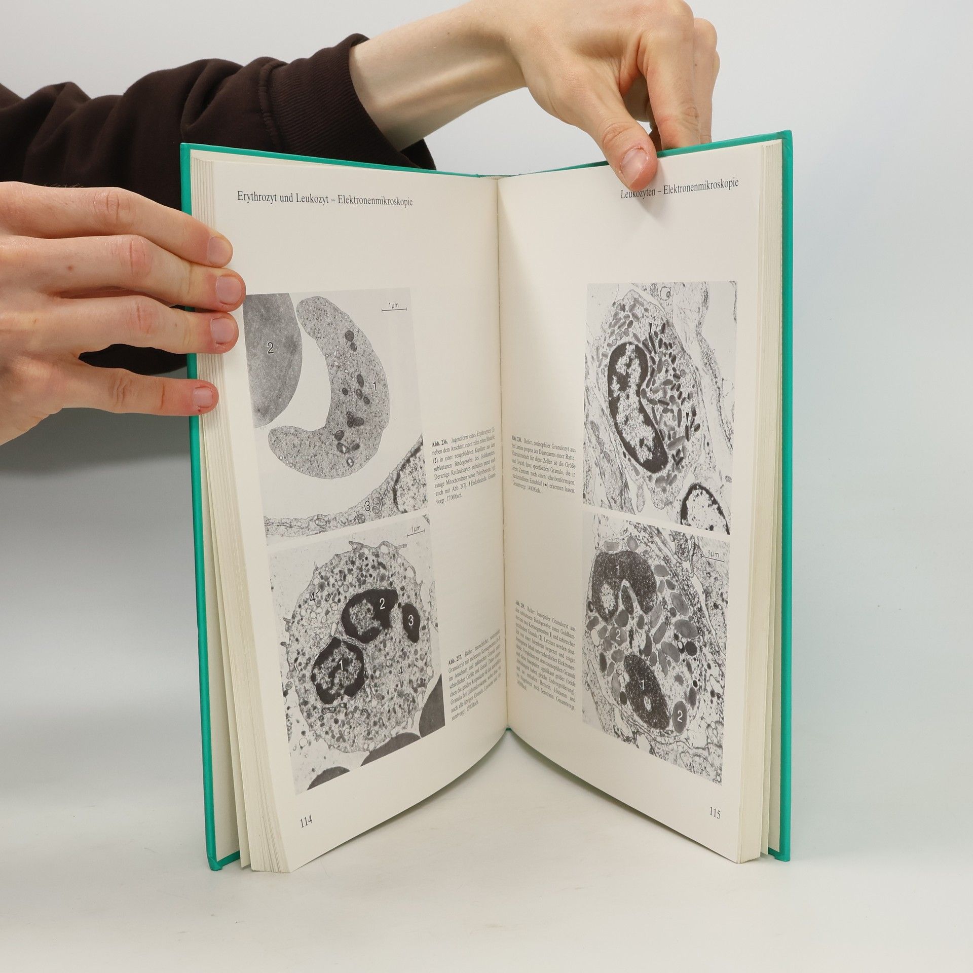 Frithjof Hammersen Histologie