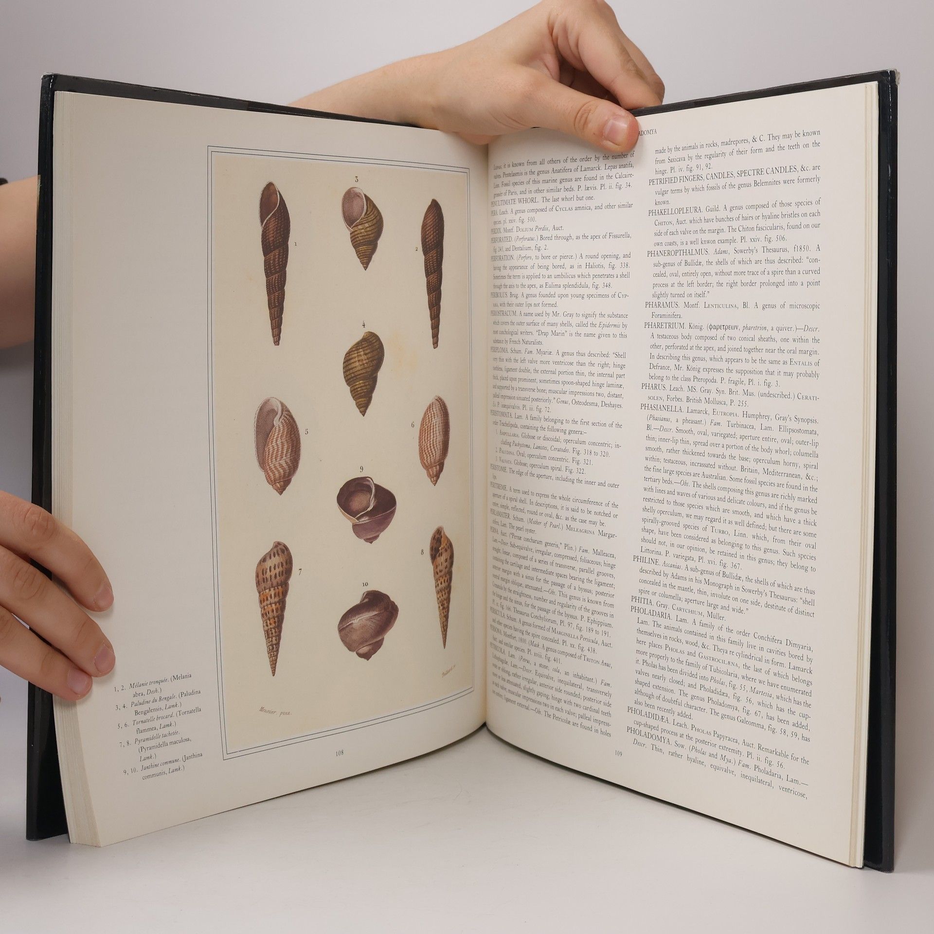 George Brettingham Sowerby Jr. Sowerby's Book of Shells