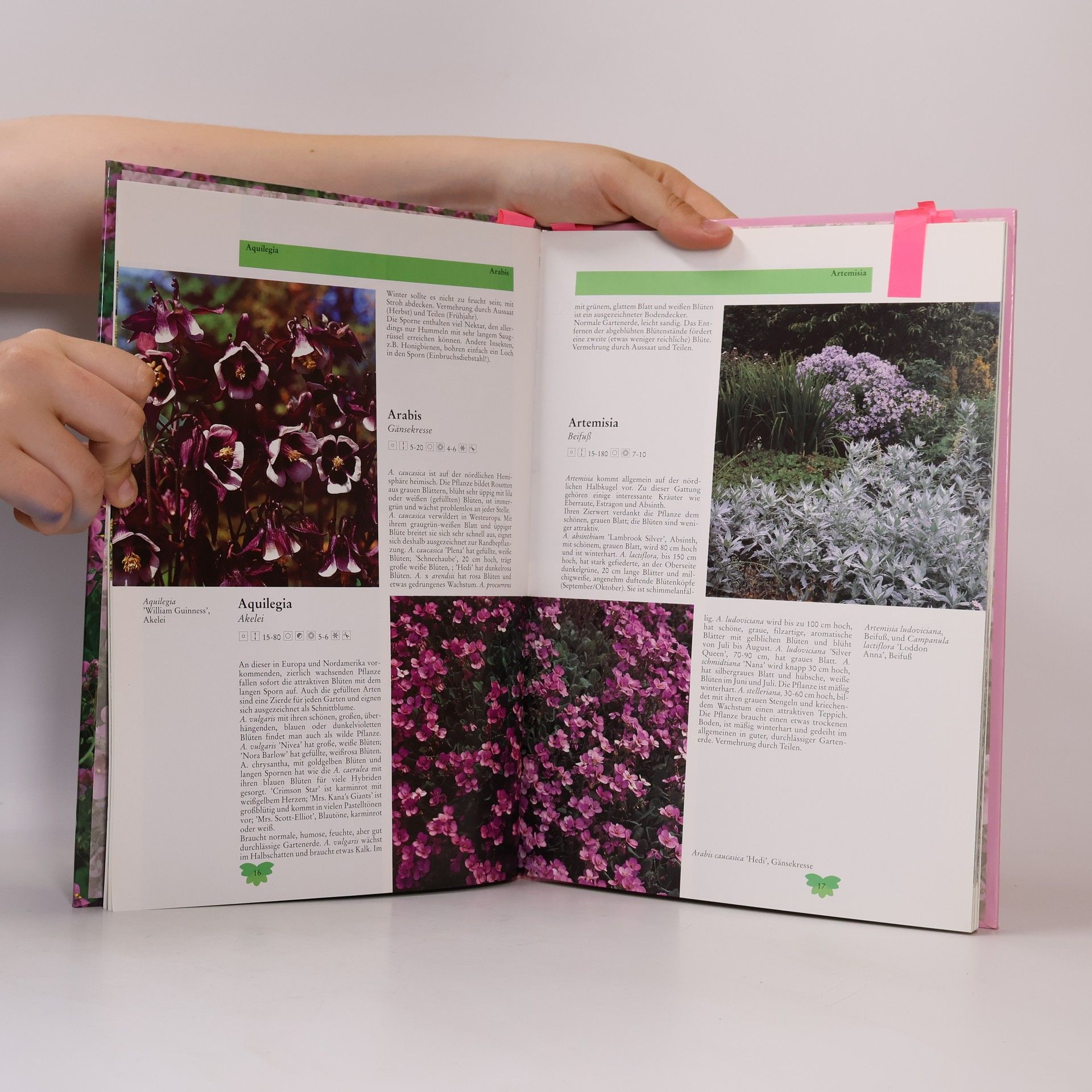 Autorenkollektiv Gartenblumen