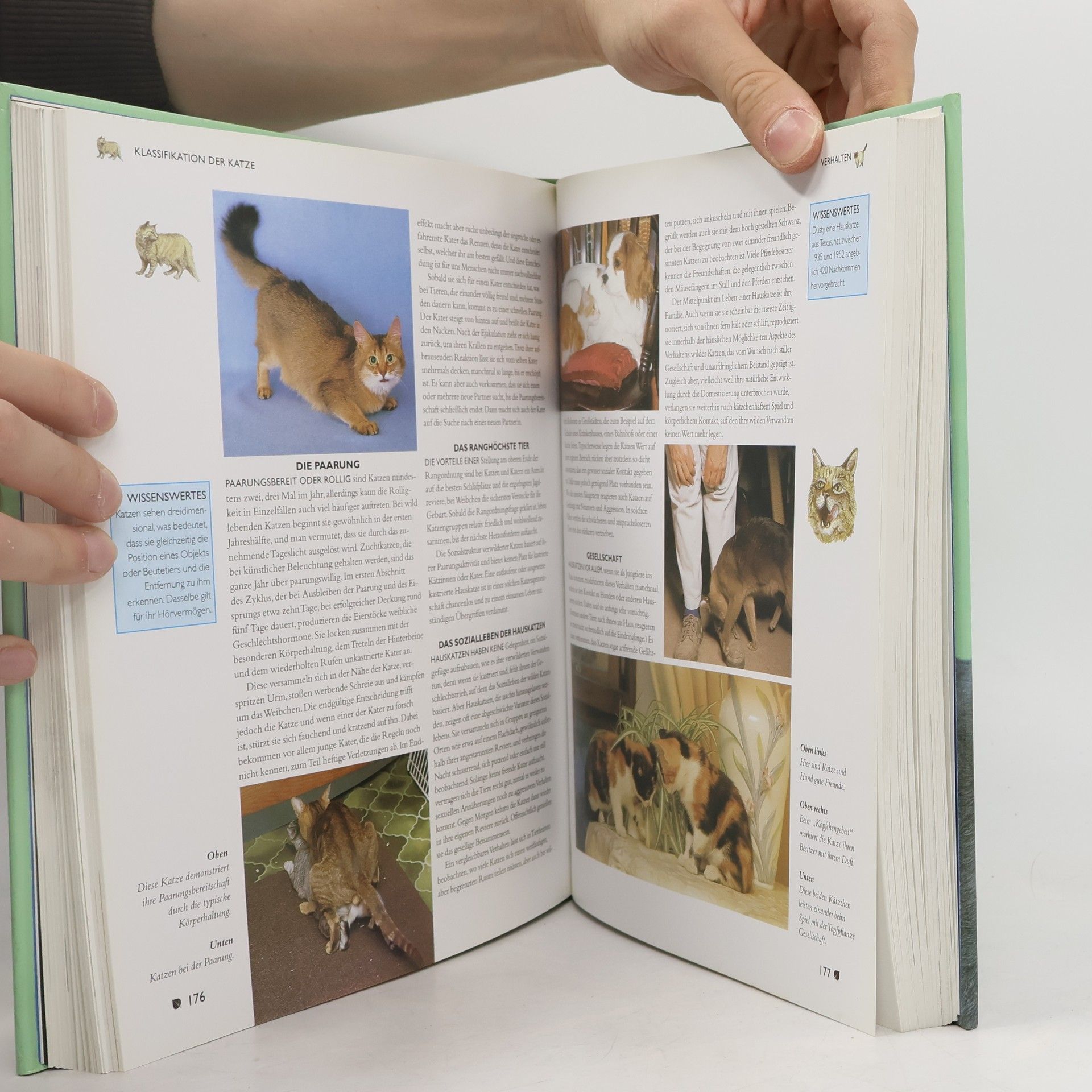 Various authors Katzen. Rassen. Pflege. Geschichte