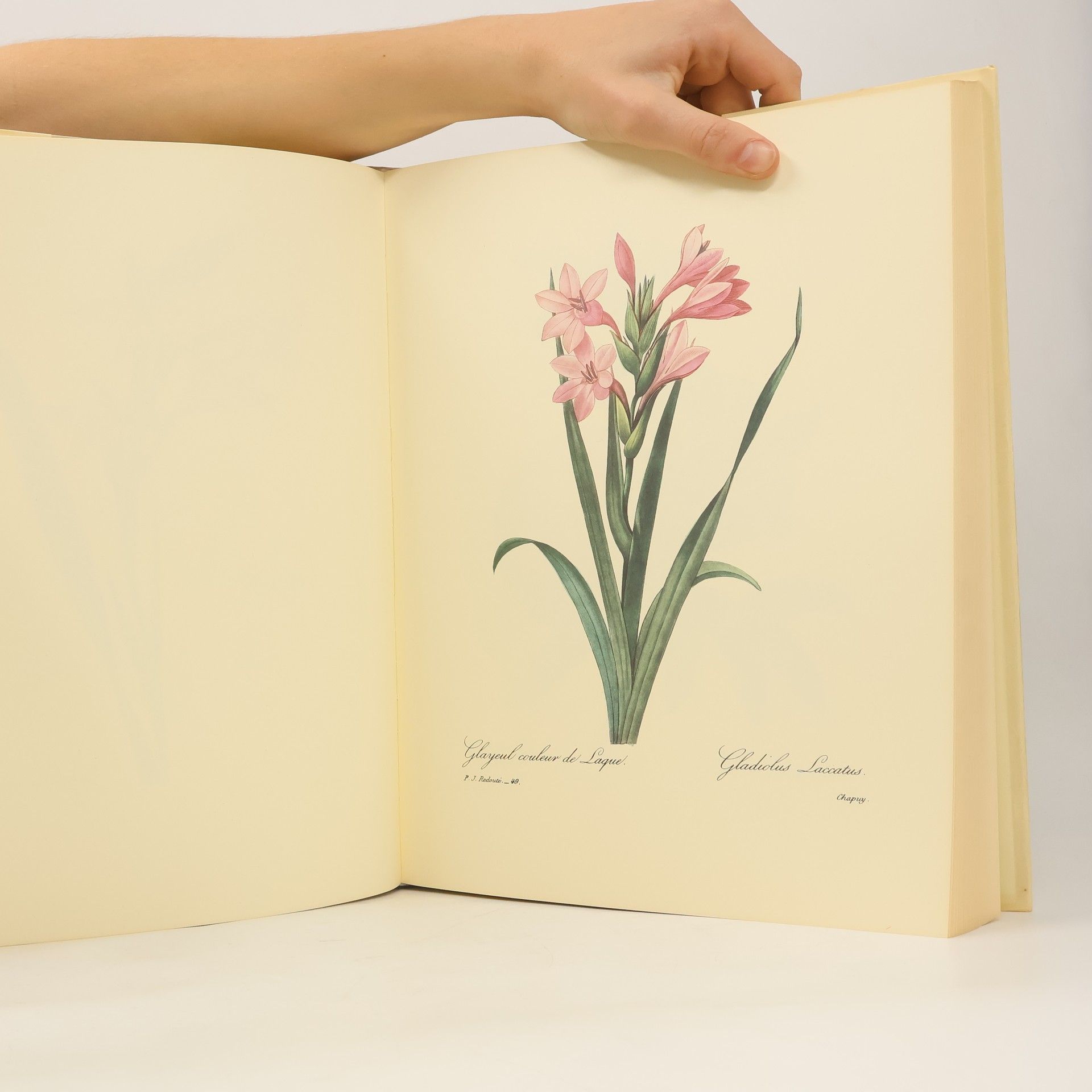 Pierre-Joseph Redouté Die schönsten Blumen und Früchte